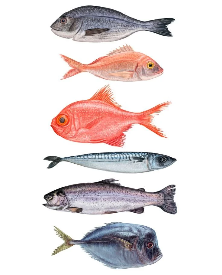 Seafood vector illustrations_.jpg