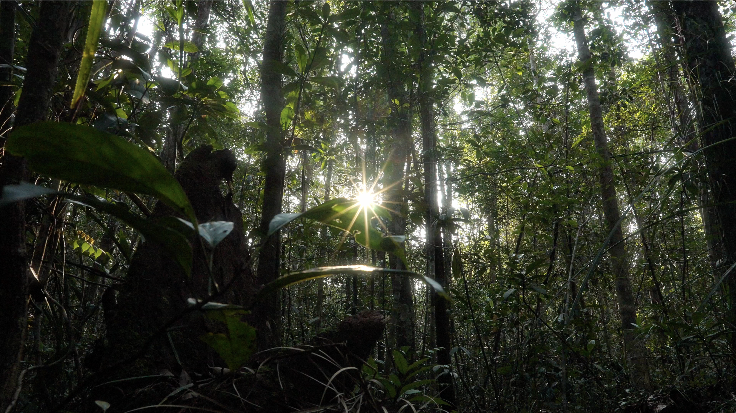 Sunlight shining through dense forest with tall trees and green foliage.