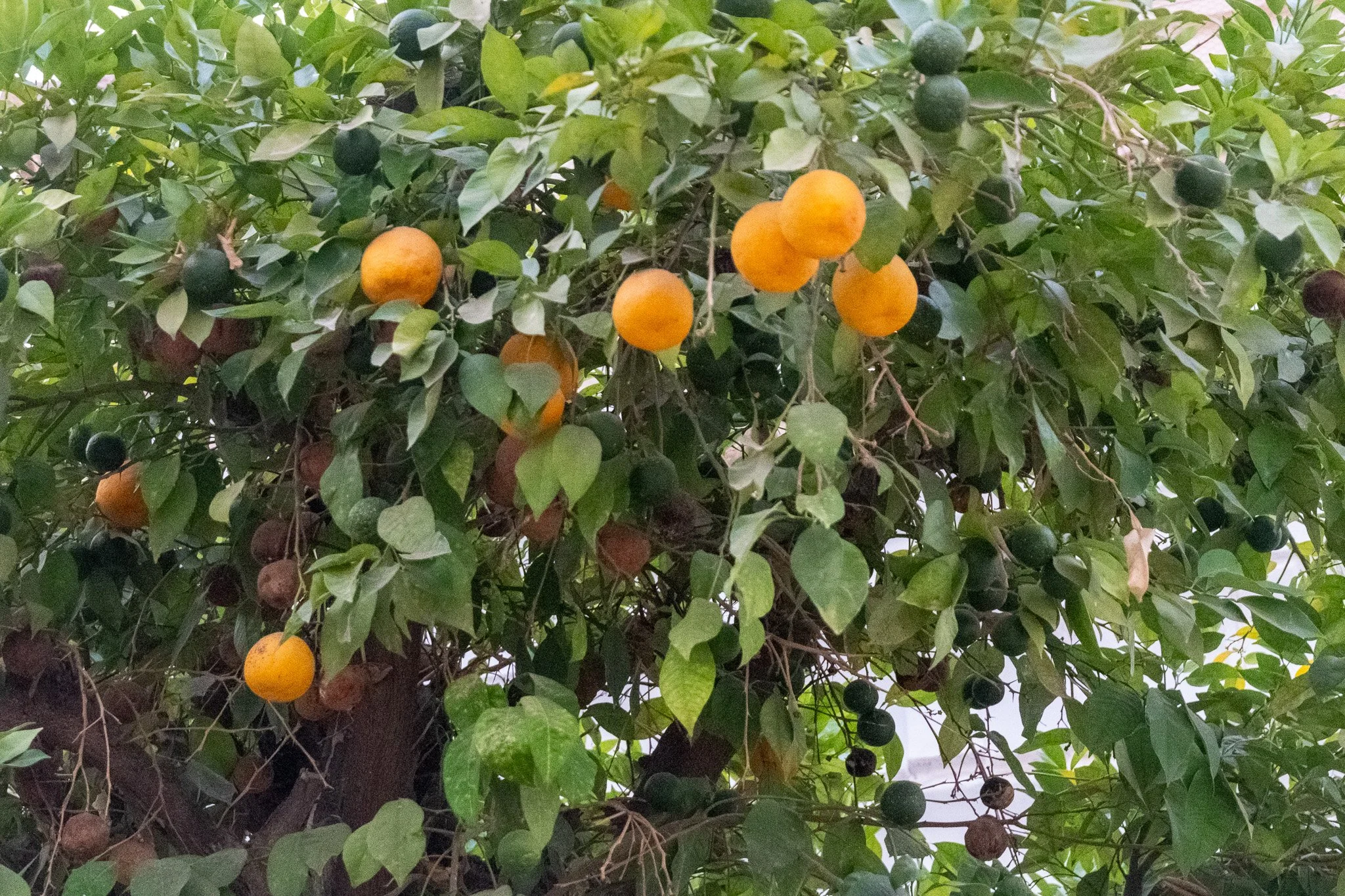 DSCF6756.jpg