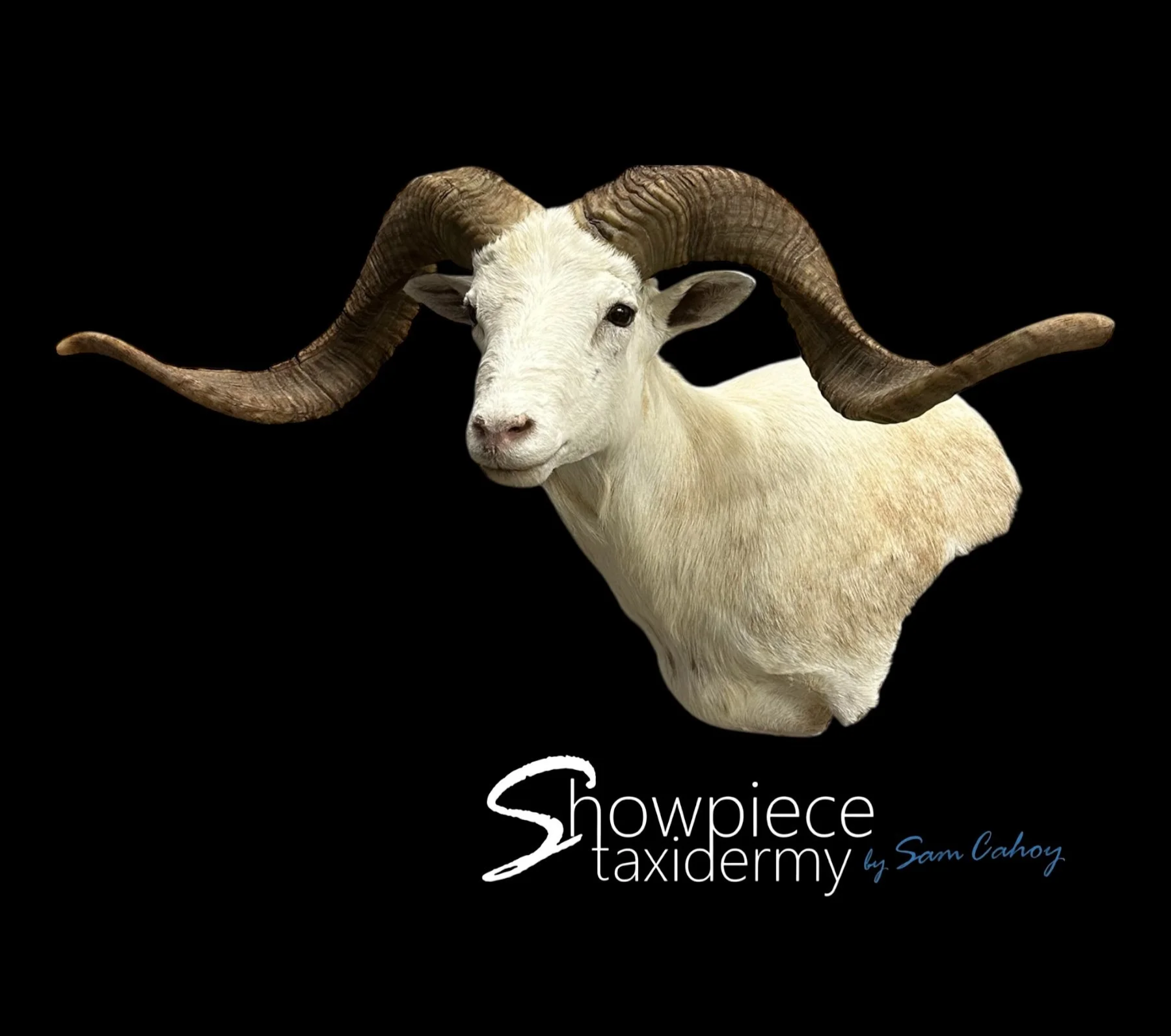 Texas Dall Sheep
