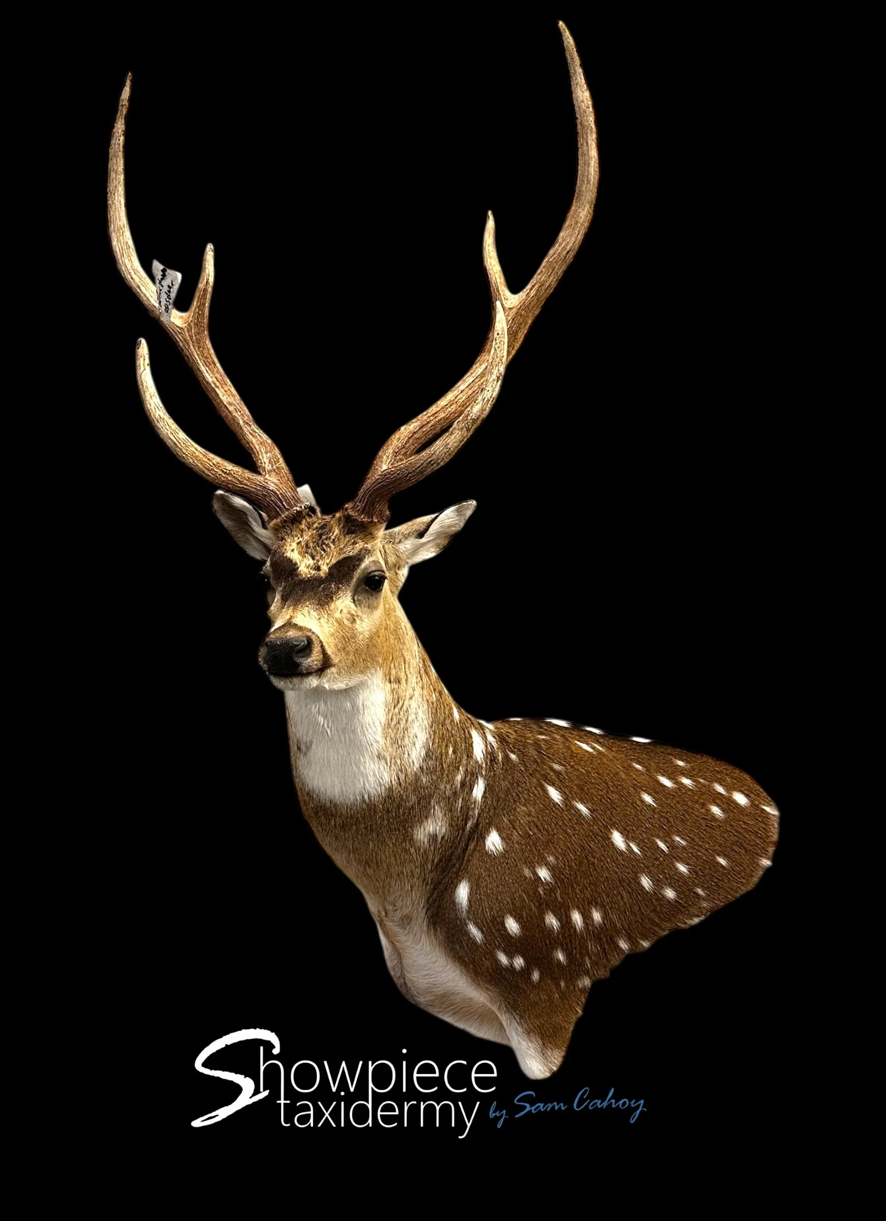 Axis Deer
