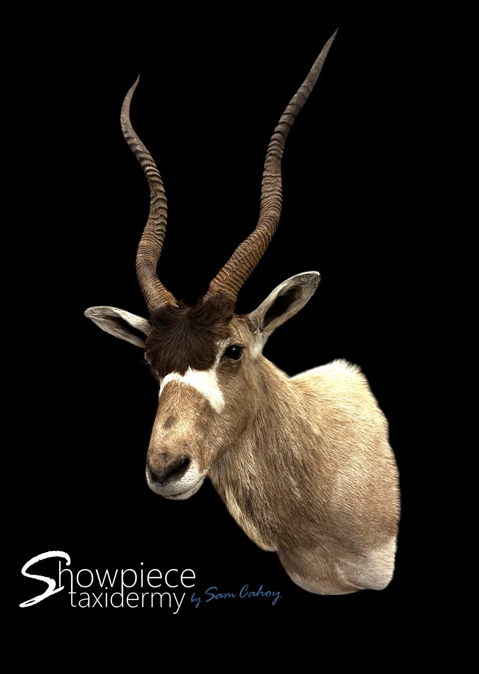 Addax
