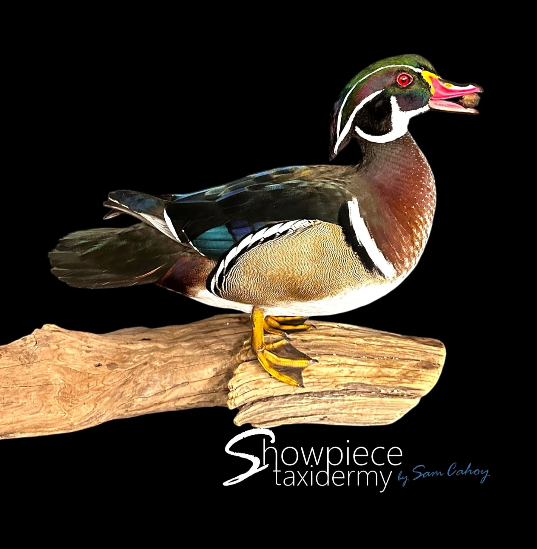 Wood Duck
