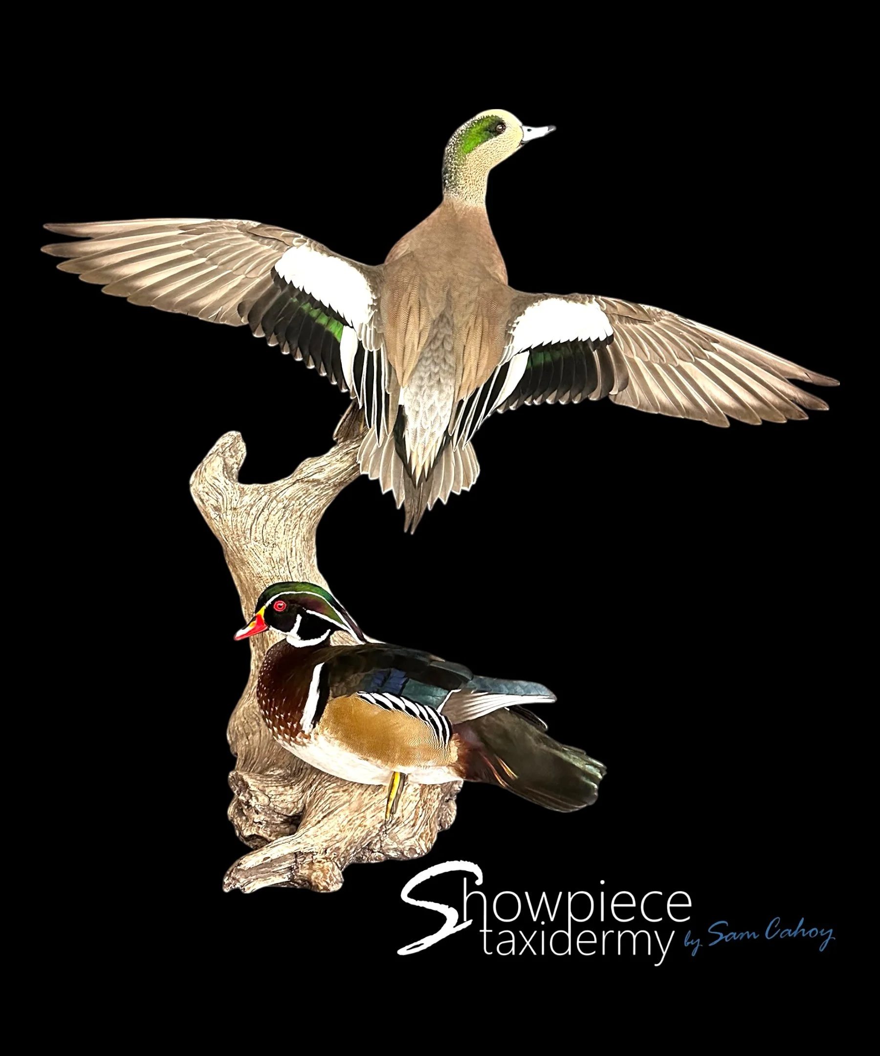 American Wigeon and Wood Duck Pair
