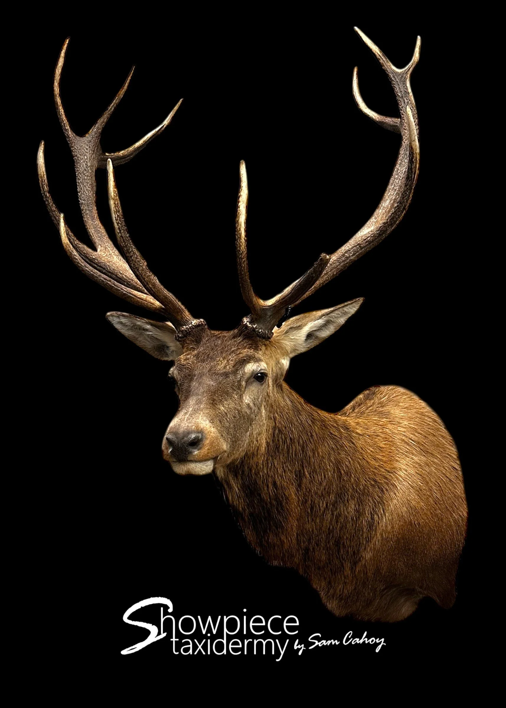 Red Stag
