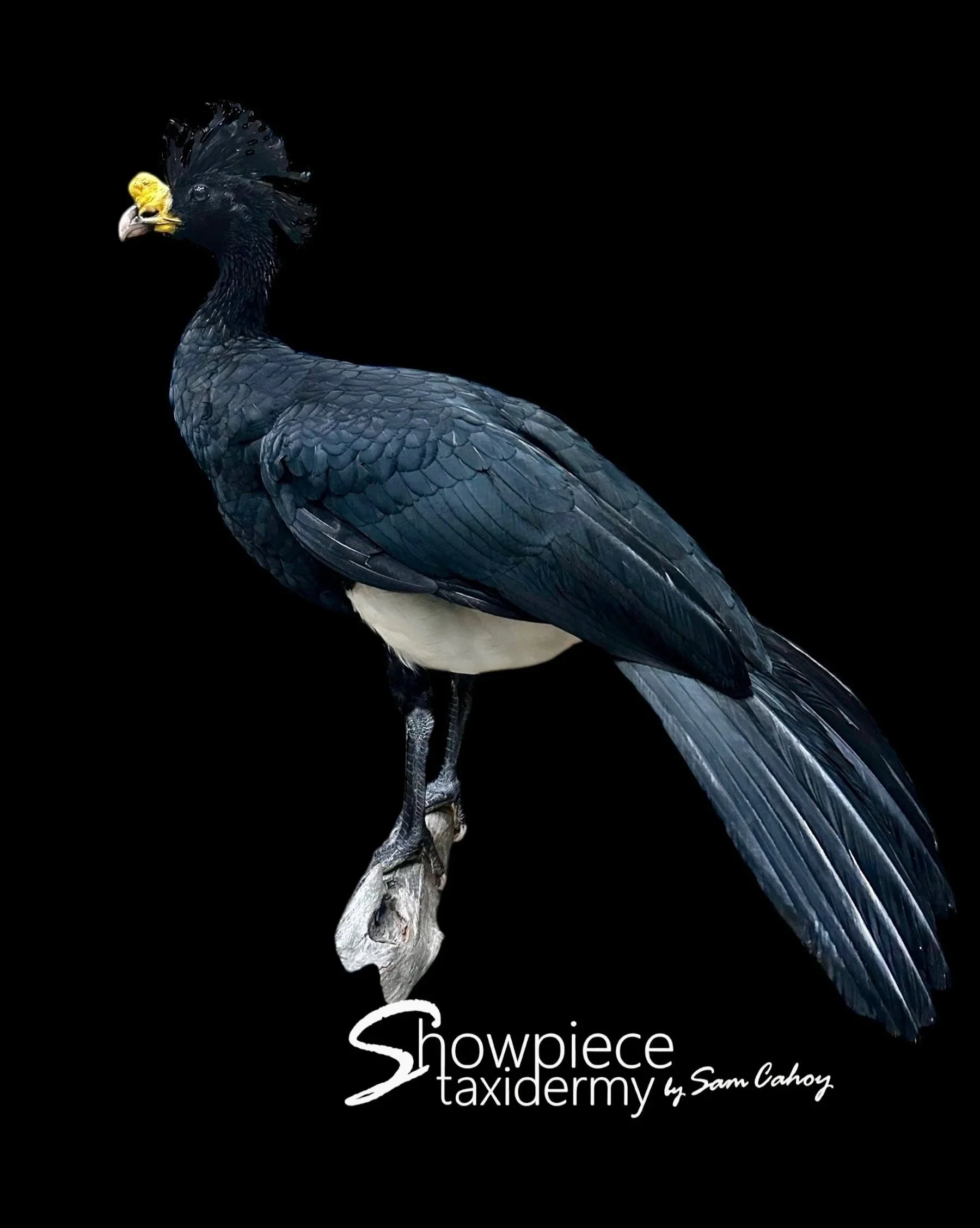 Male Currasow
