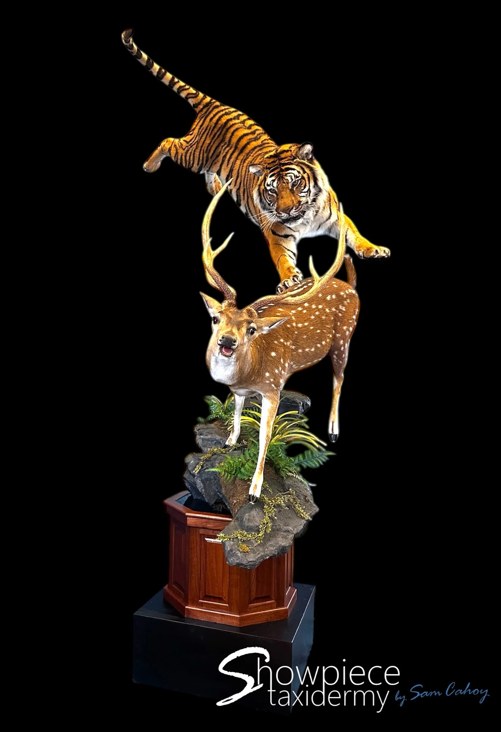 Tiger and Axis Deer