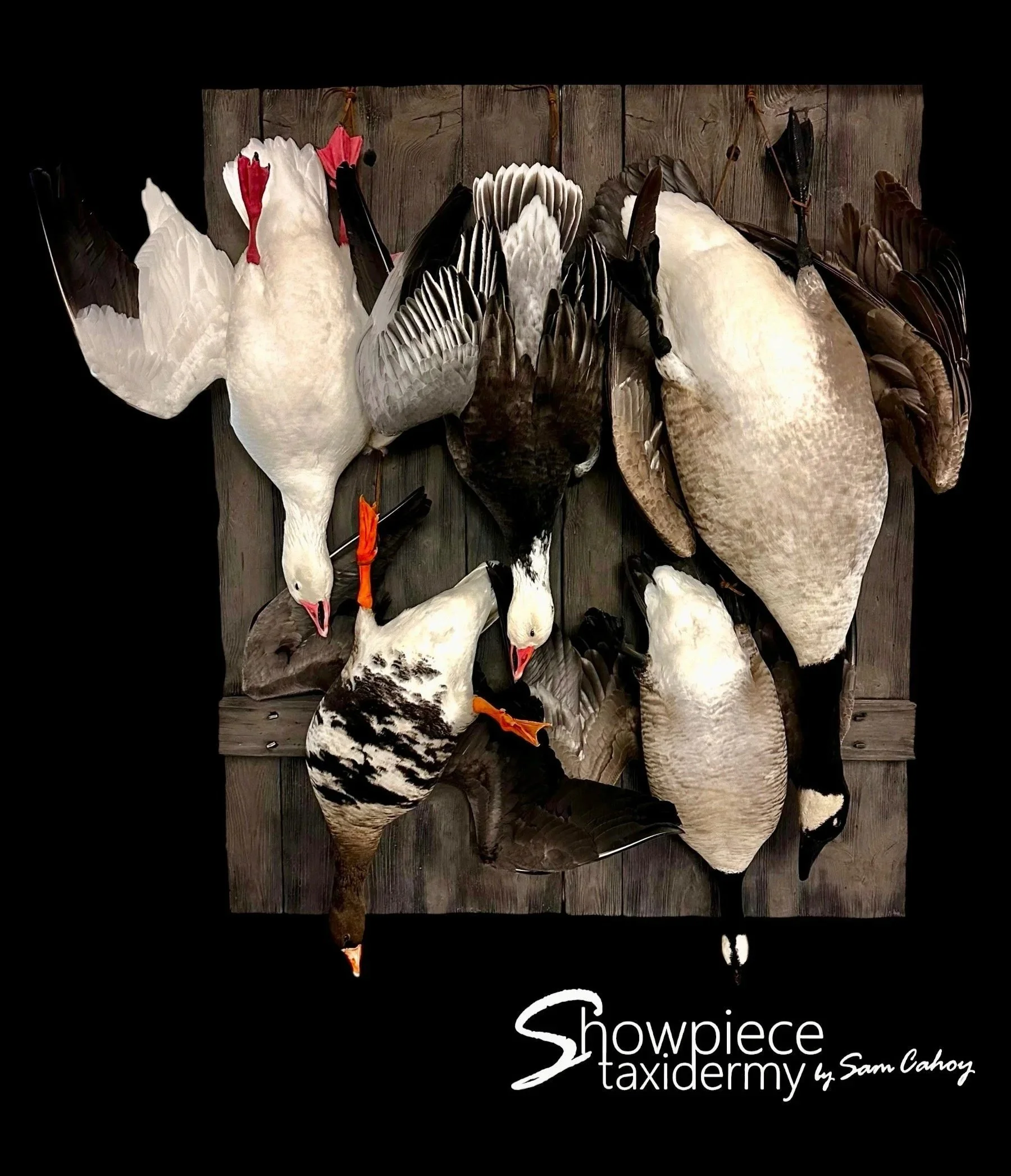 Goose Deadmount:  Snow, Blue, Canada, Specklebelly, Brant