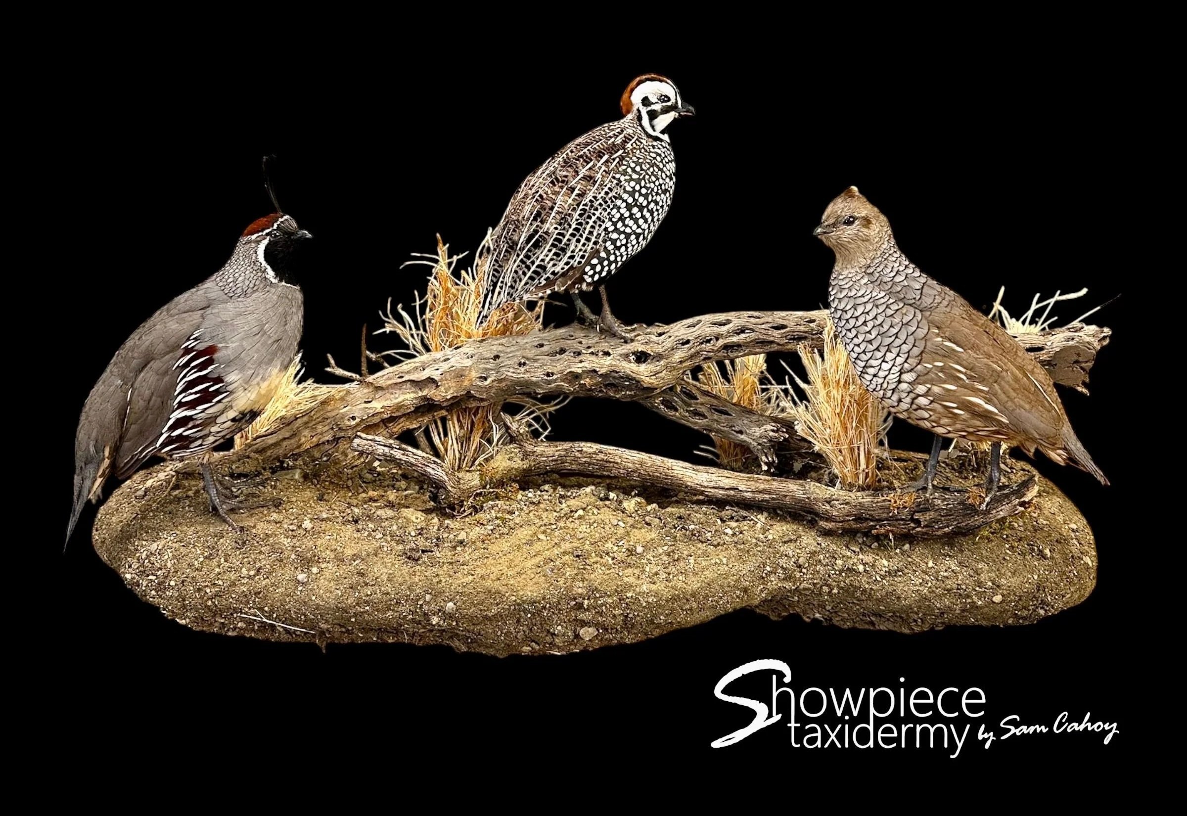Quail Trio:  Gambel's, Mearn's, Scaled