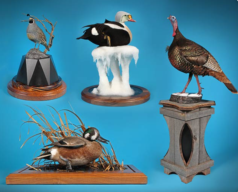 2021 NTA Competitor's Award