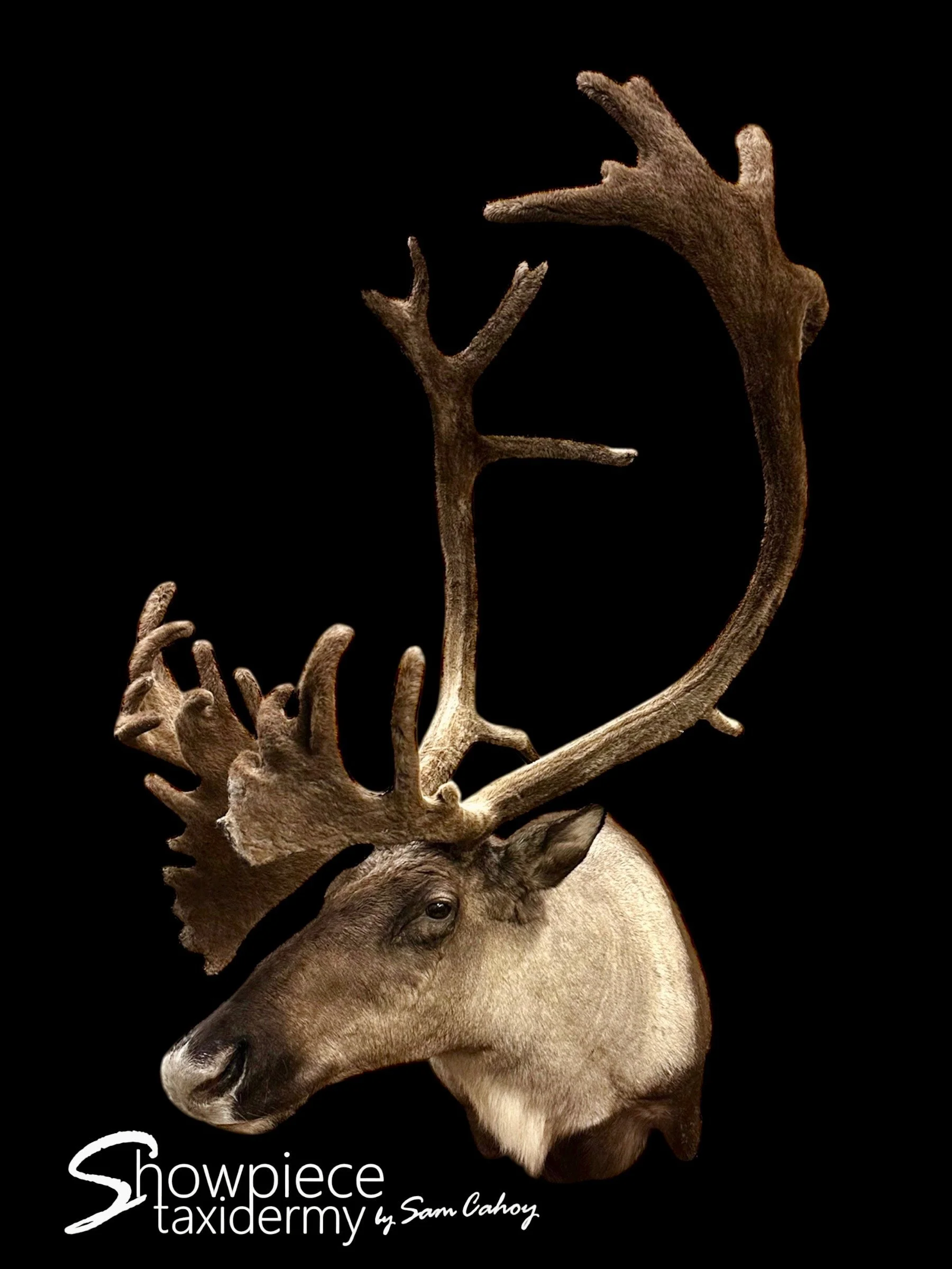 Caribou
