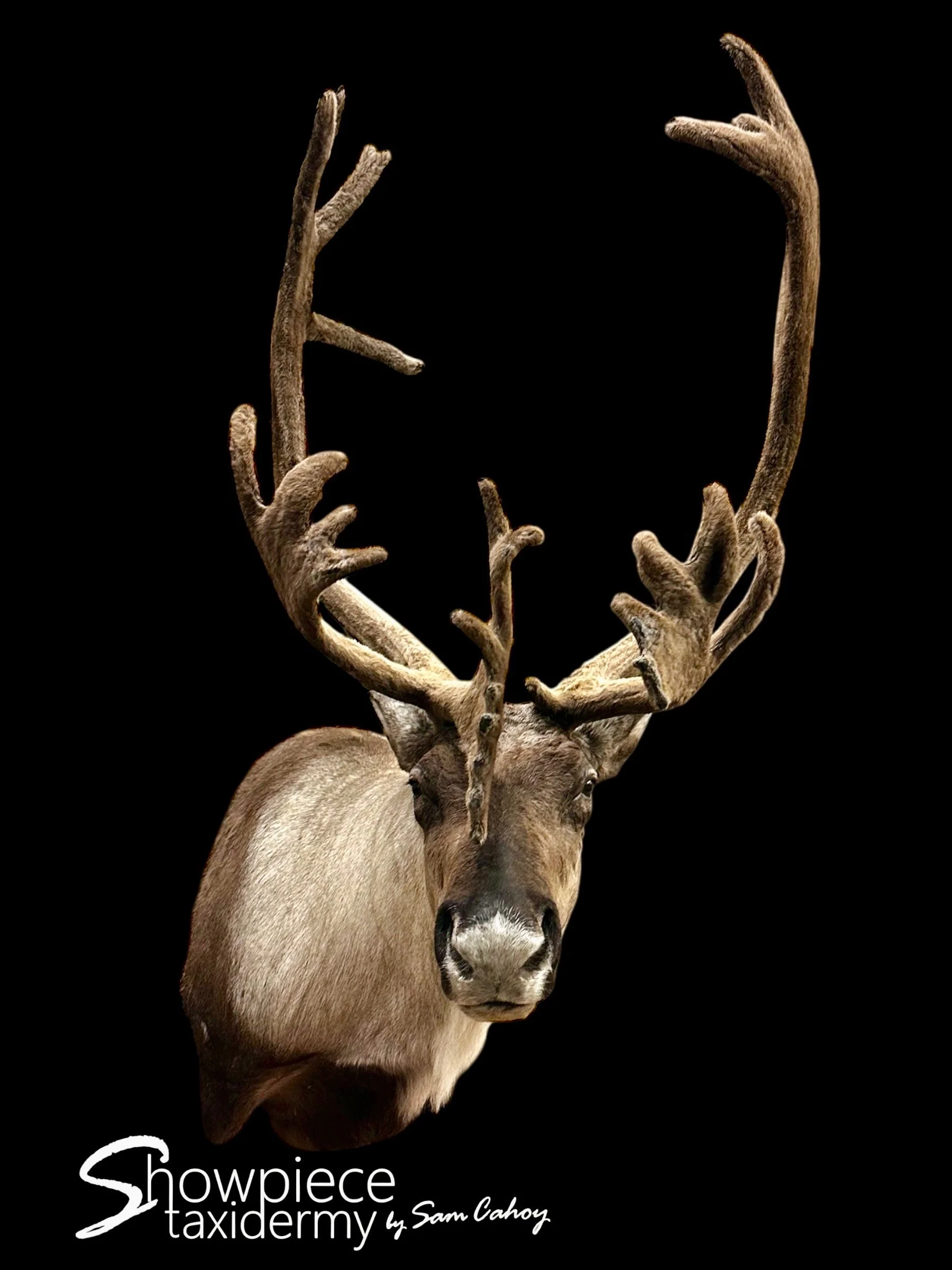 Caribou
