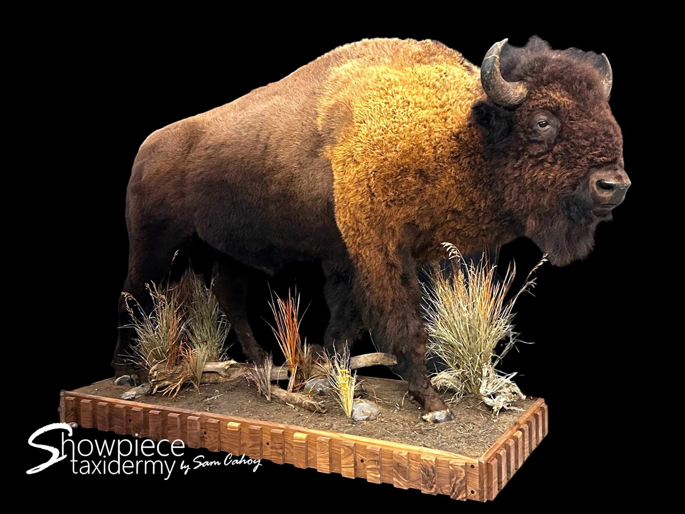 Lifesize Buffalo
