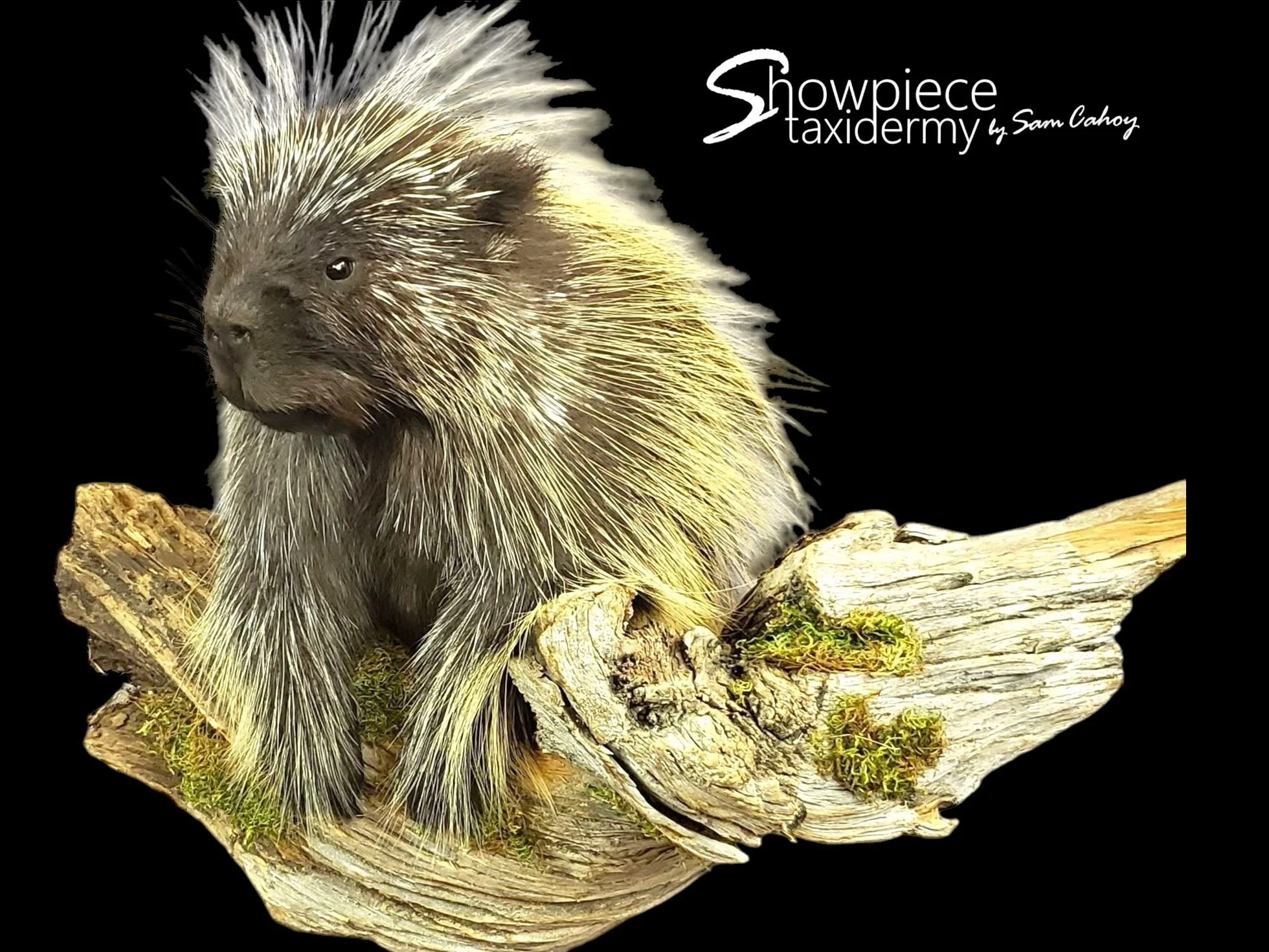 Porcupine
