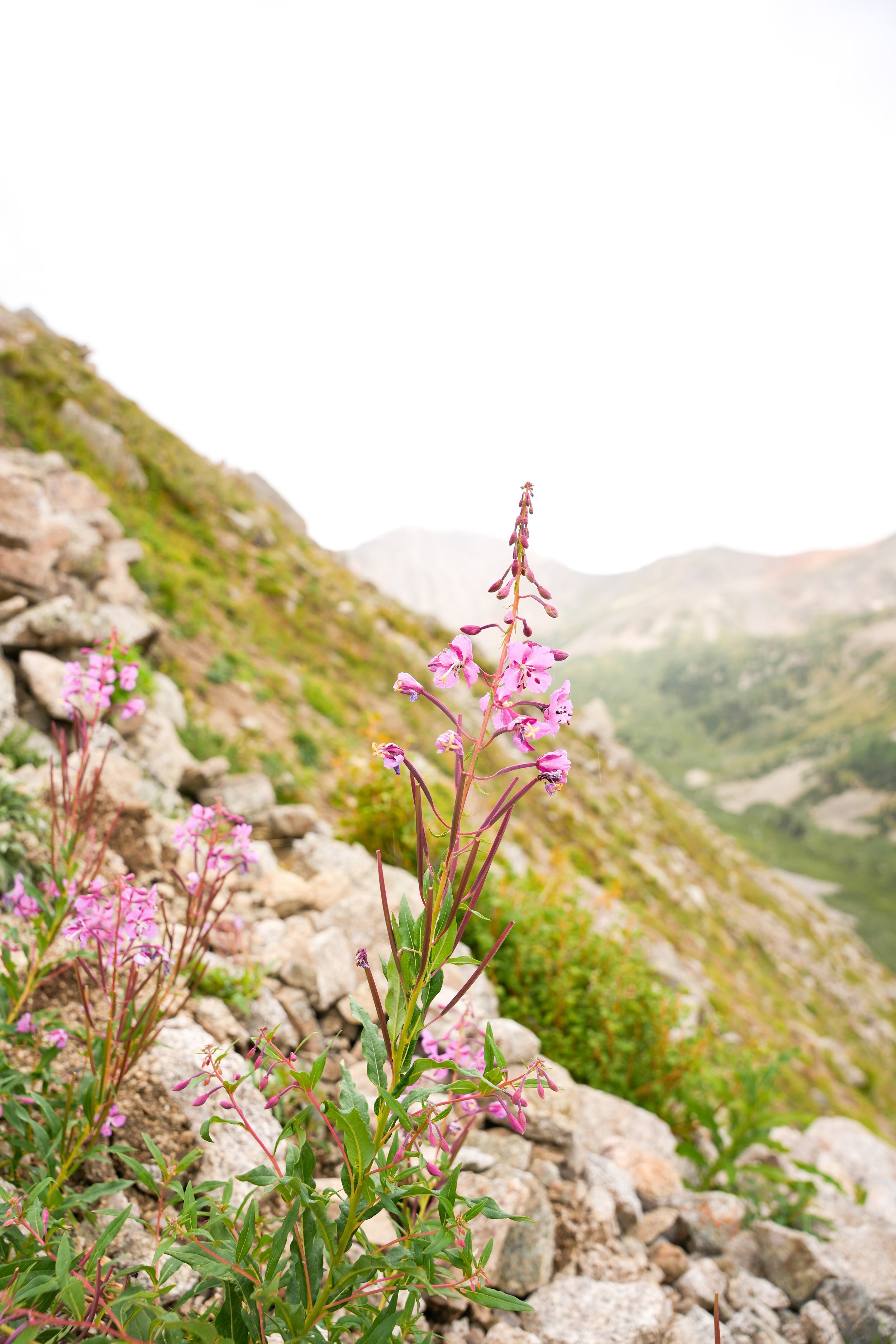 Fireweed on La Plata Peak