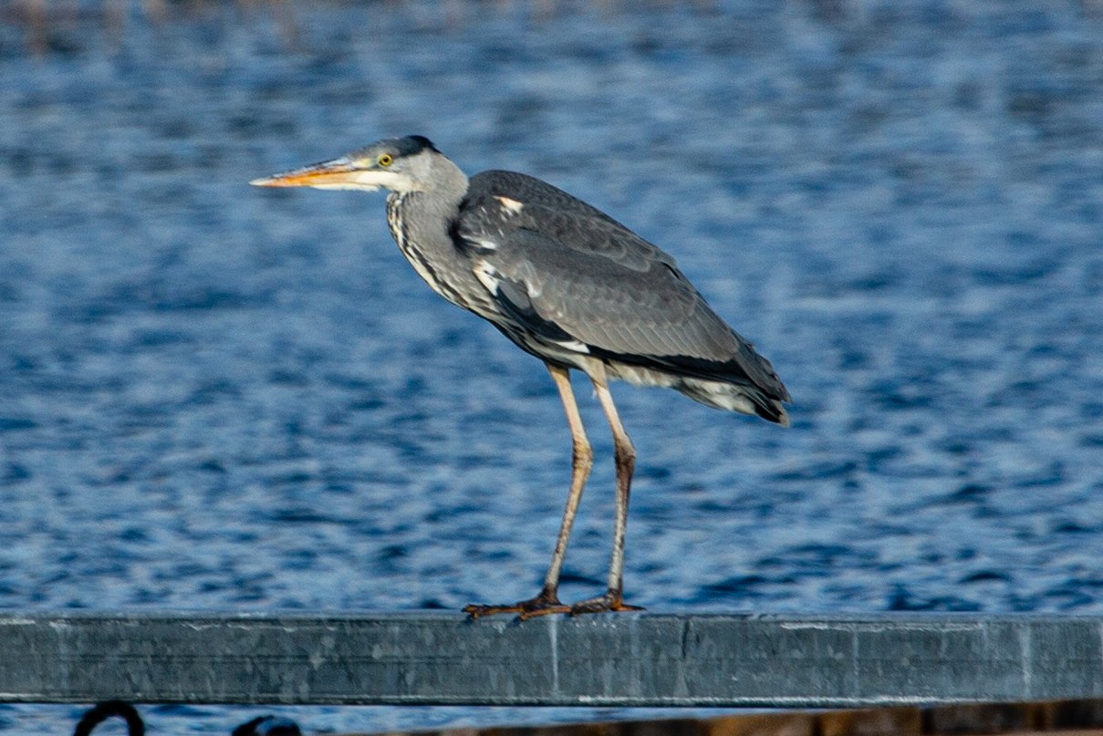 I5D_8653.jpg