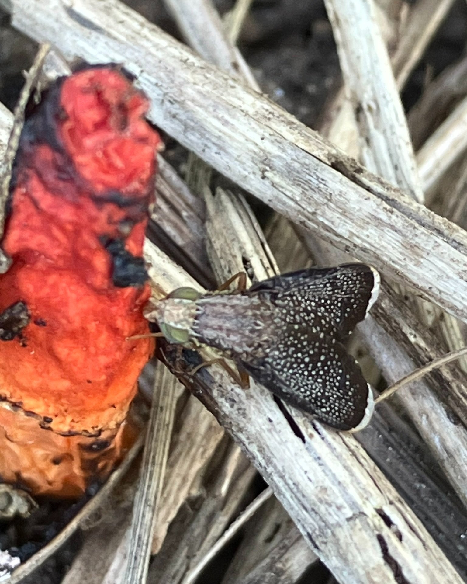 “The Insects Remember” or: why am I doing all this?