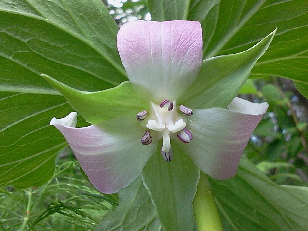Where has all the nodding trillium gone, or: what’s been happening to Philadelphia’s flora for the past two hundred years?