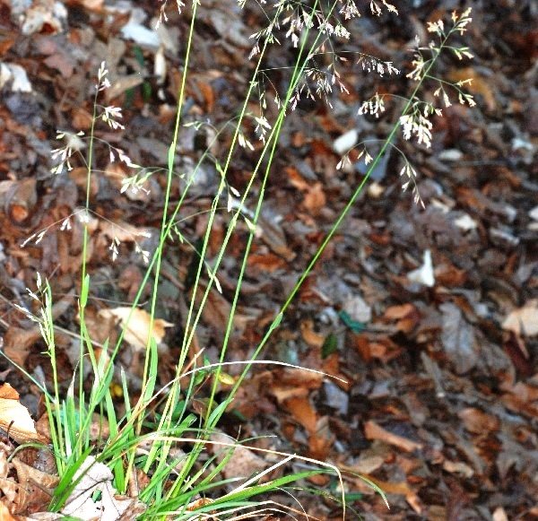 Should we cry for you Poa cuspidata? Long-term change in Philadelphia’s flora, part 2