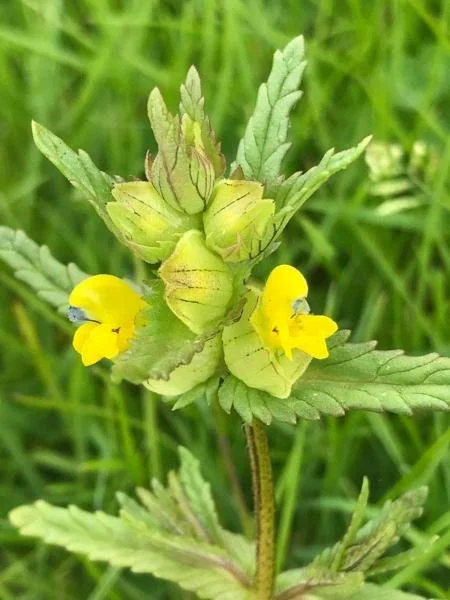 Sacred Flower Portal Healing with Banduri Wisdom: A Soul Alignment Journey