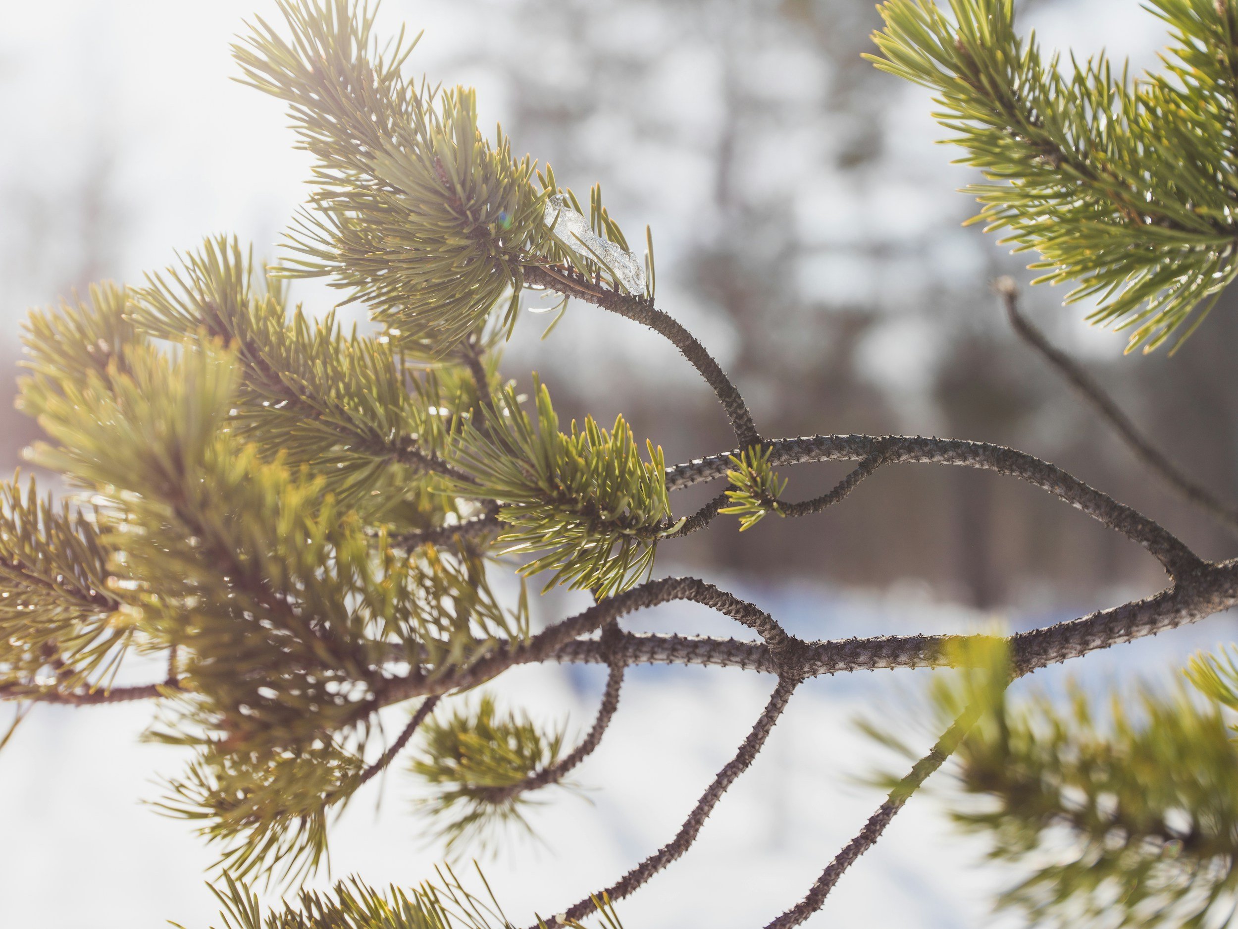 Bright Orthodoxy means Survival