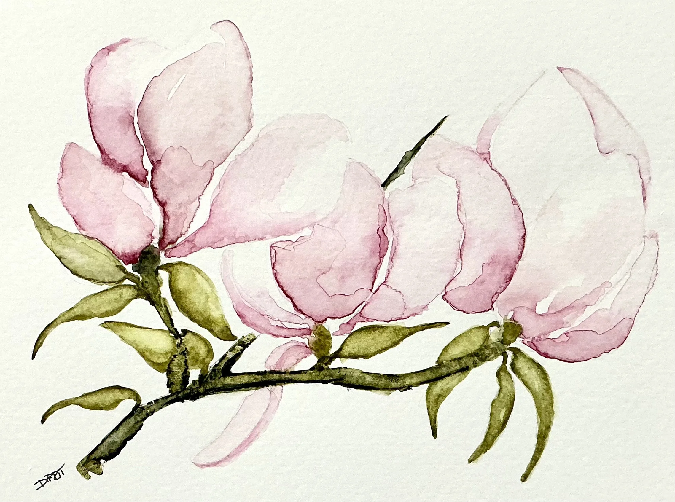 Magnolia Blossons