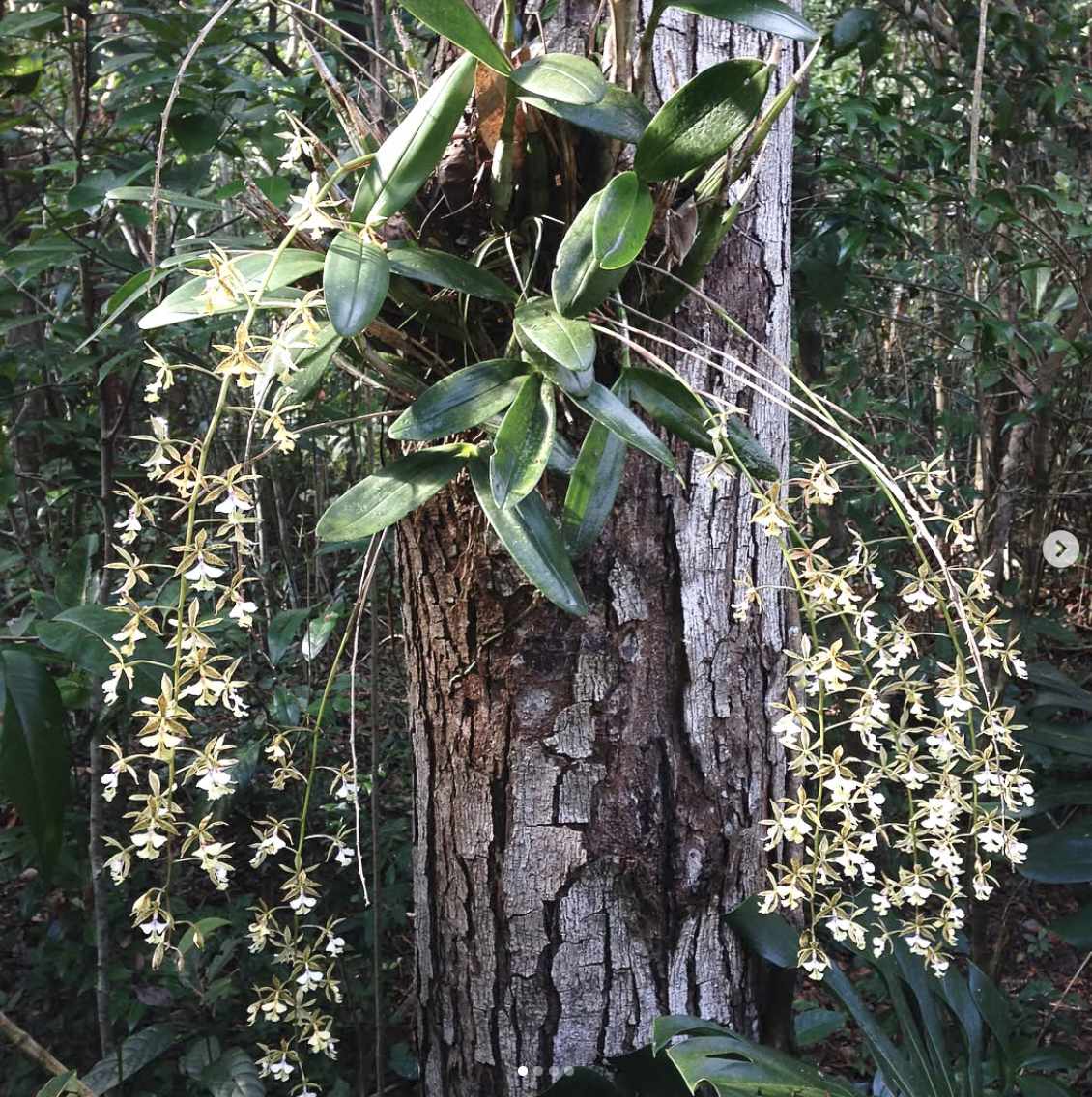 Wild orchids