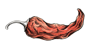Illustration of a red chili pepper with a brown stem.