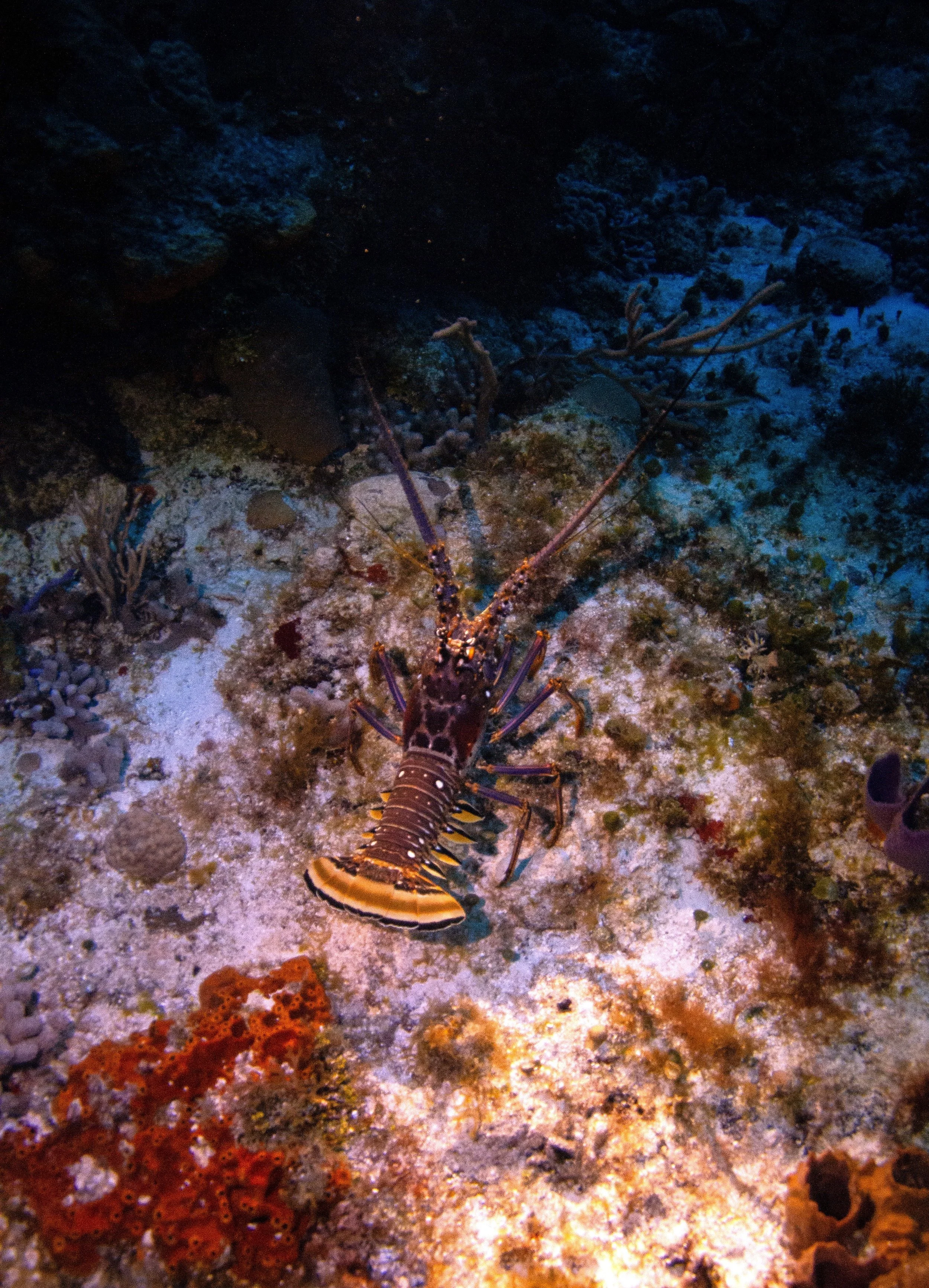 Photo credit: Olivia Bosies