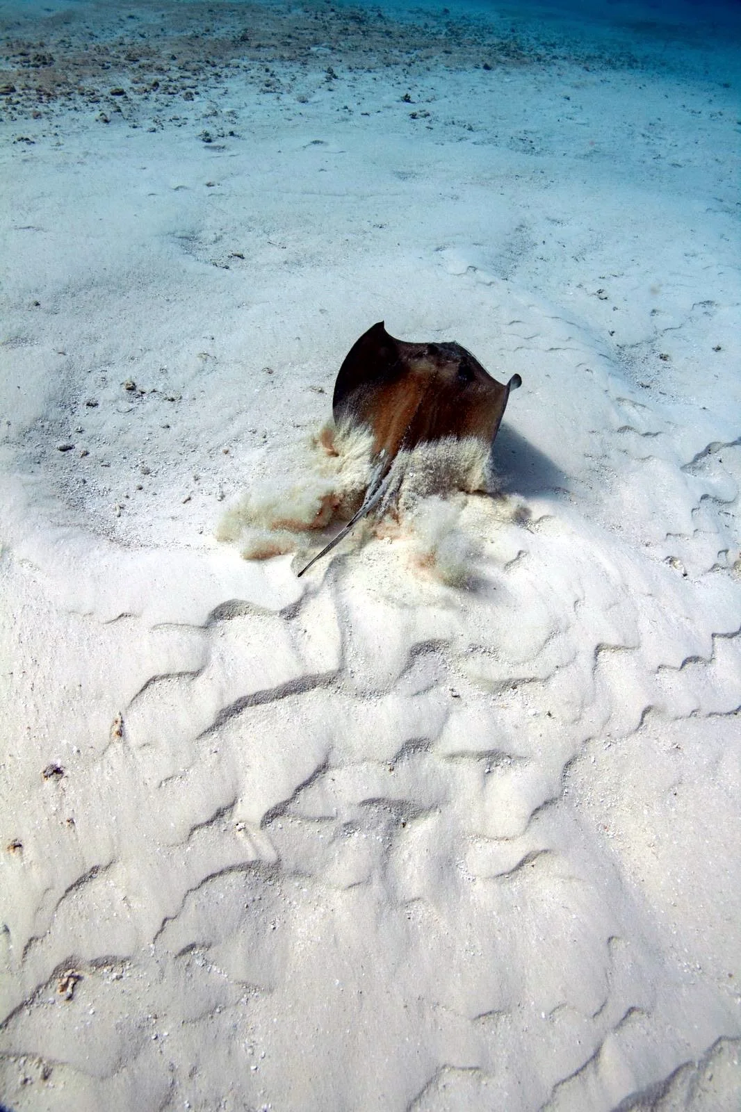 Photo credit: Olivia Bosies