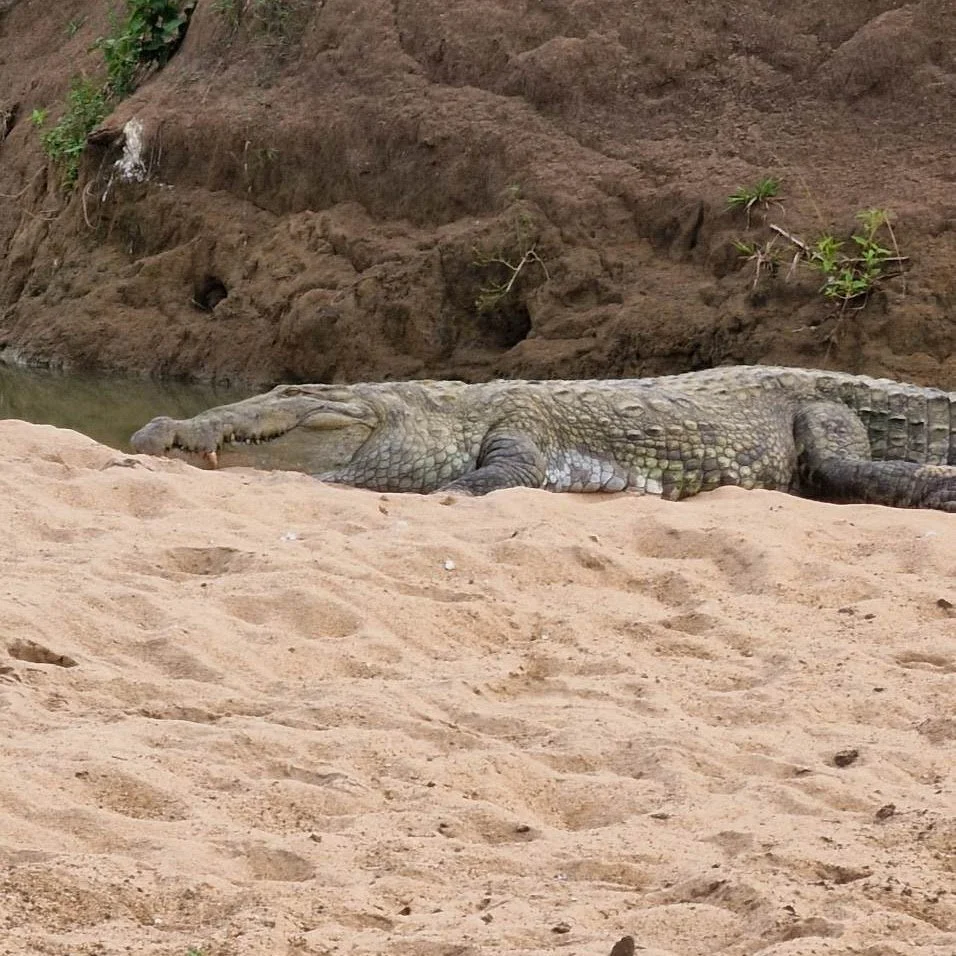 Crocodile resting on sandy riverbank with water and brown rocky hillside in the background.