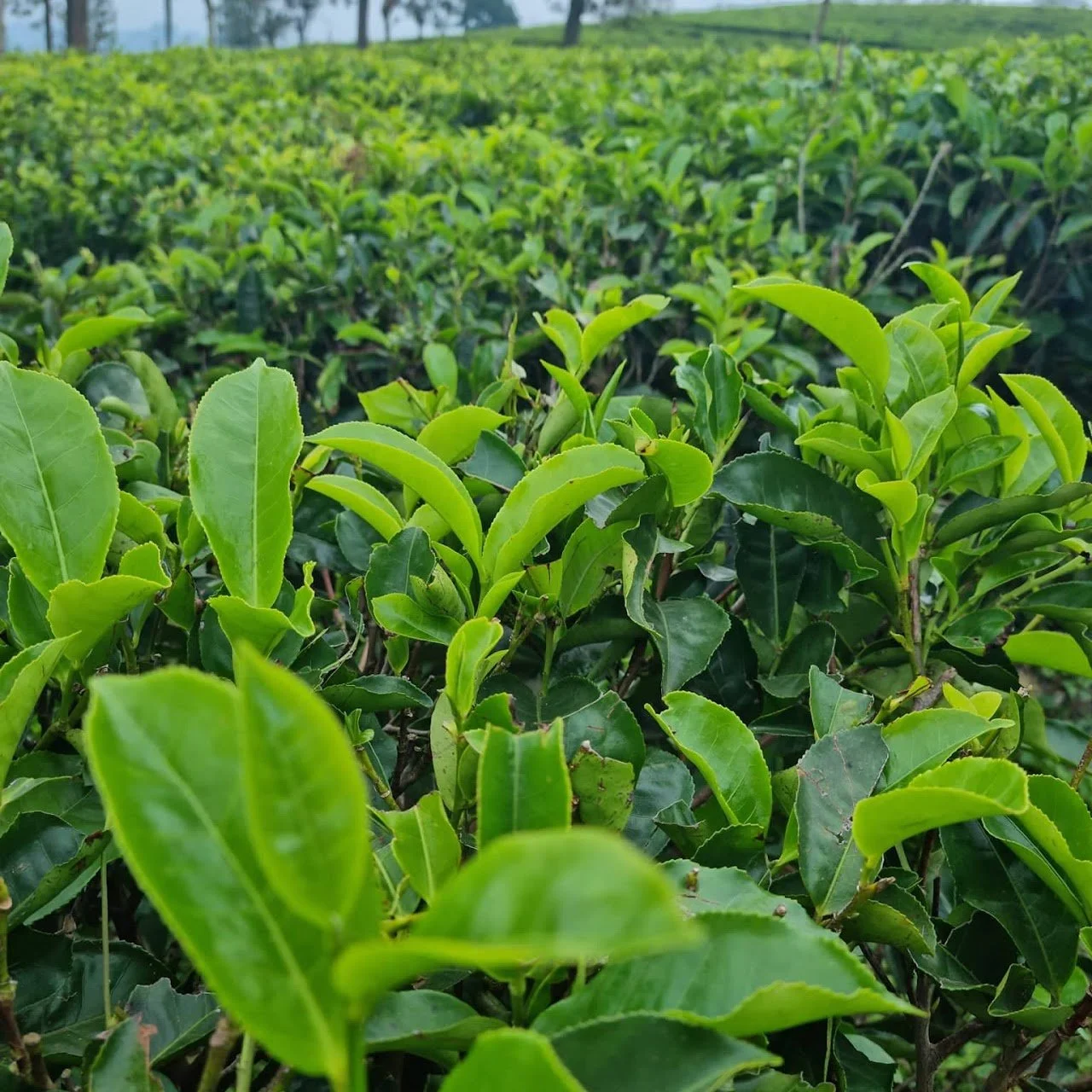 Close-up view of green tea plants in a tea plantation.