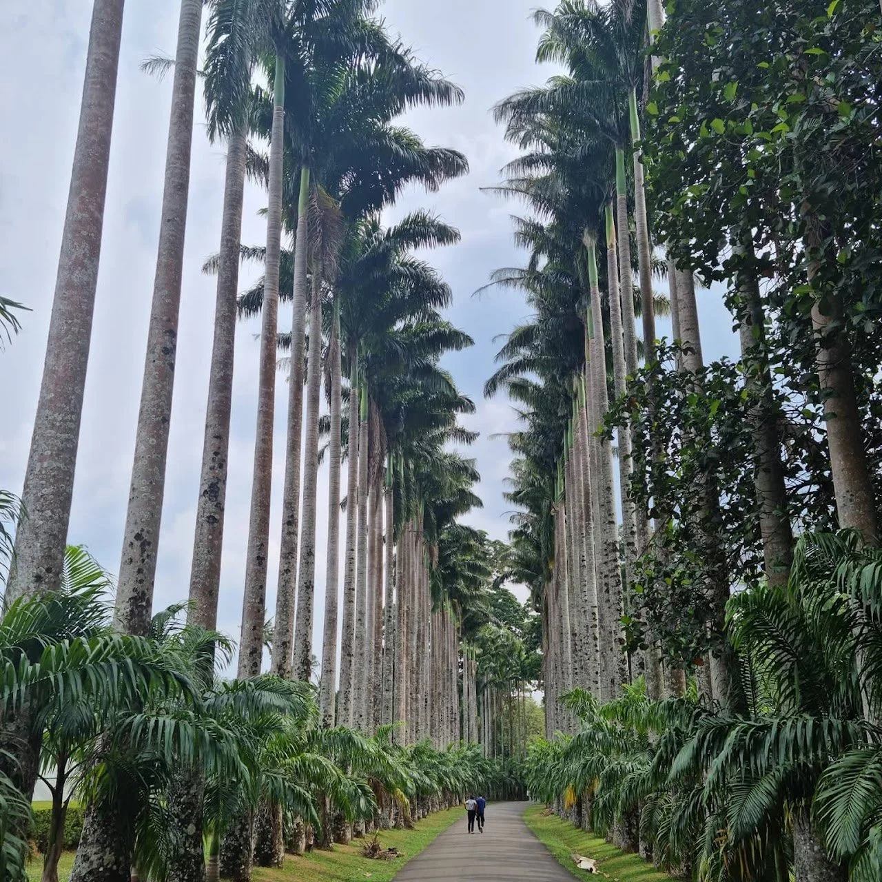 A paved path lined with tall palm trees and lush greenery on both sides, with two people walking down the path toward the horizon under a cloudy sky.