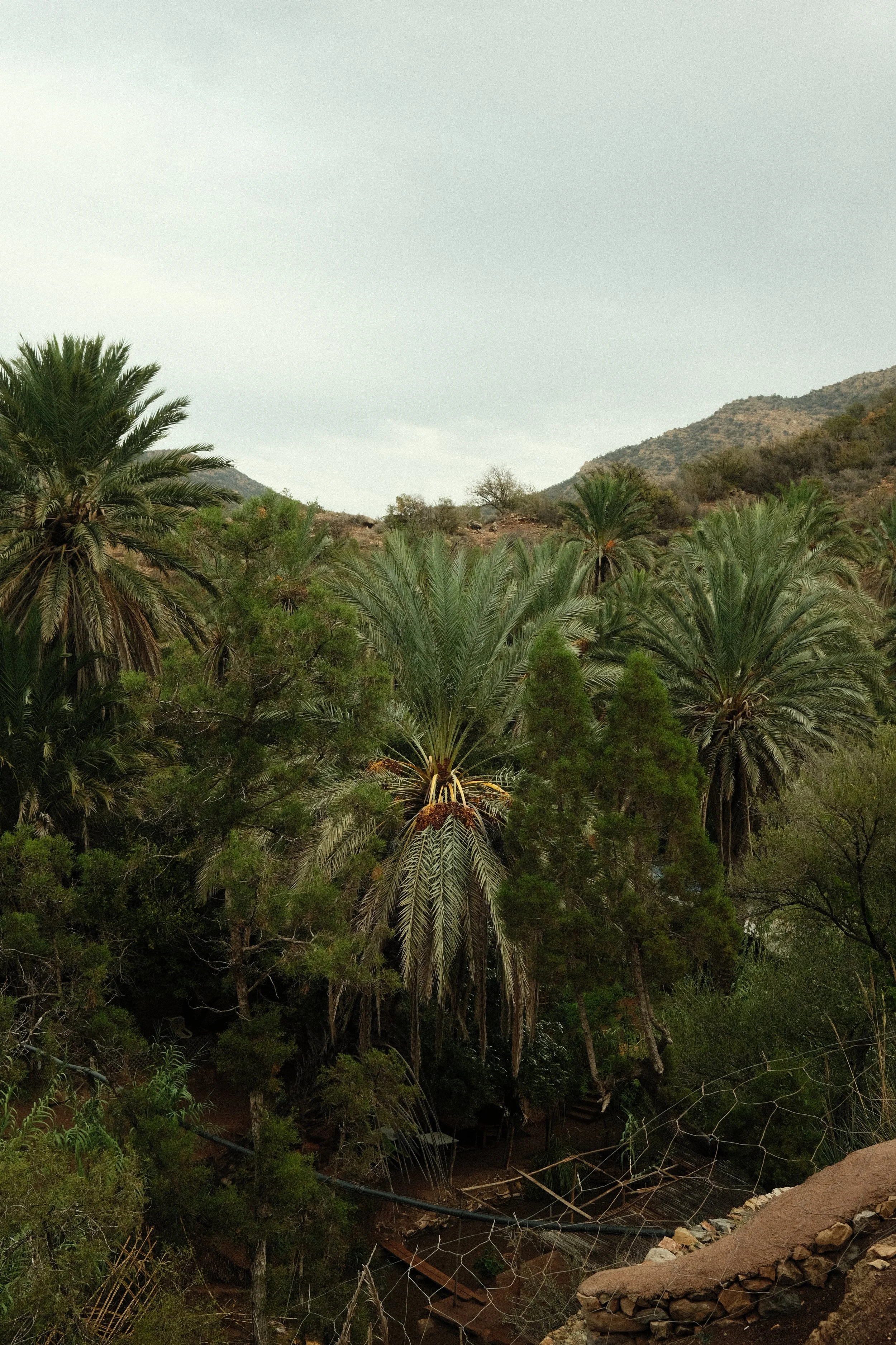 © Cornelia Hänchen