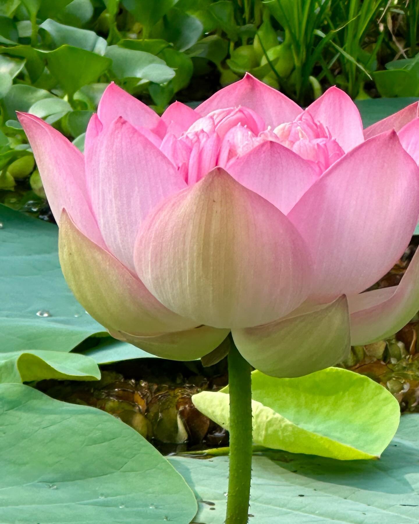 Kerala backwaters and the glimpse into daily life along the canals .. the exquisite sacred lotus in full bloom, rising up above the water&rsquo;s surface. 
.
This soul retreat was breathtaking and wondrous. I feel immensely grateful to have had this 