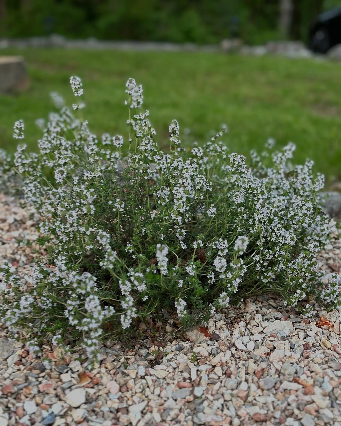 In Provence in the South of France, it&rsquo;s tradition to harvest thyme while flowering, making the dried herb even more fragrant. 

In addition to cooking, thyme has wonderful medicinal qualities. As an herbal tea, it helps against coughs, and wor