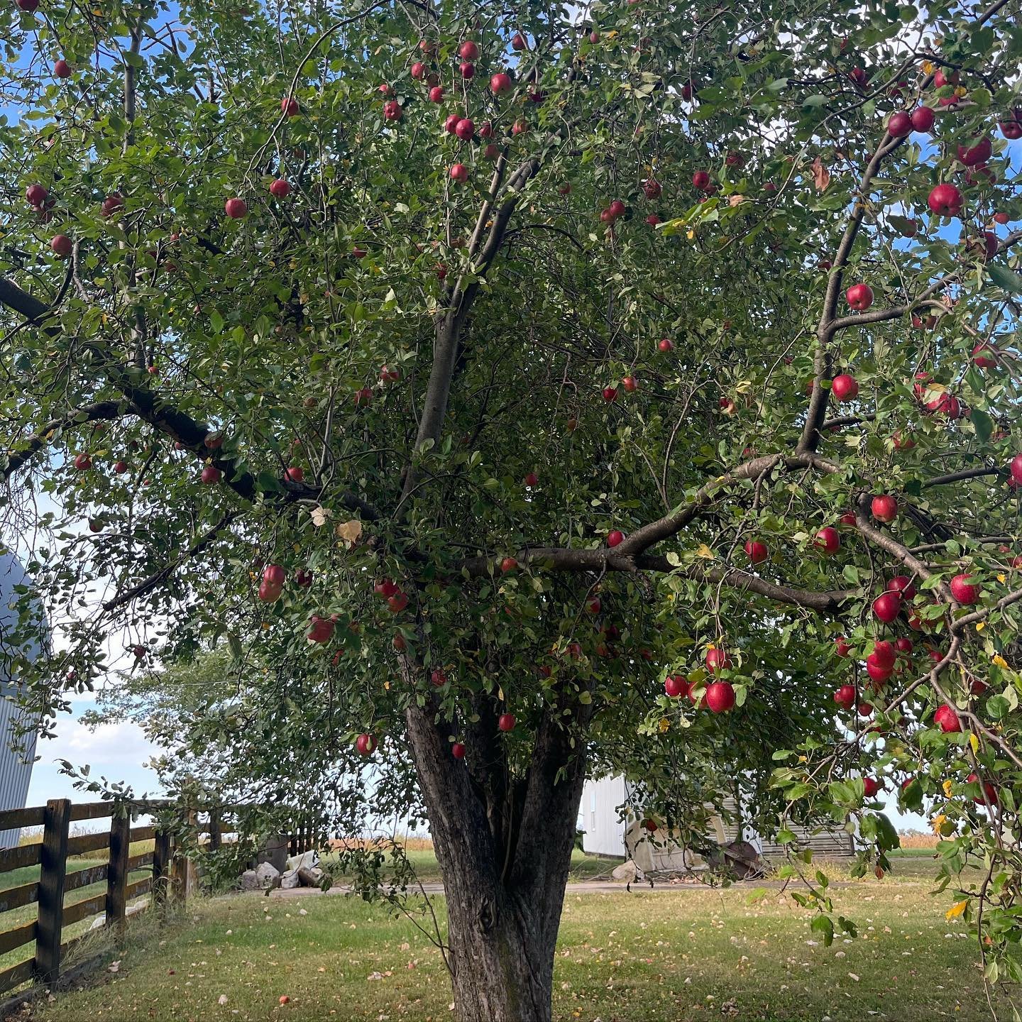 A delightful little apple tree and a delightful little apple pie 🍎