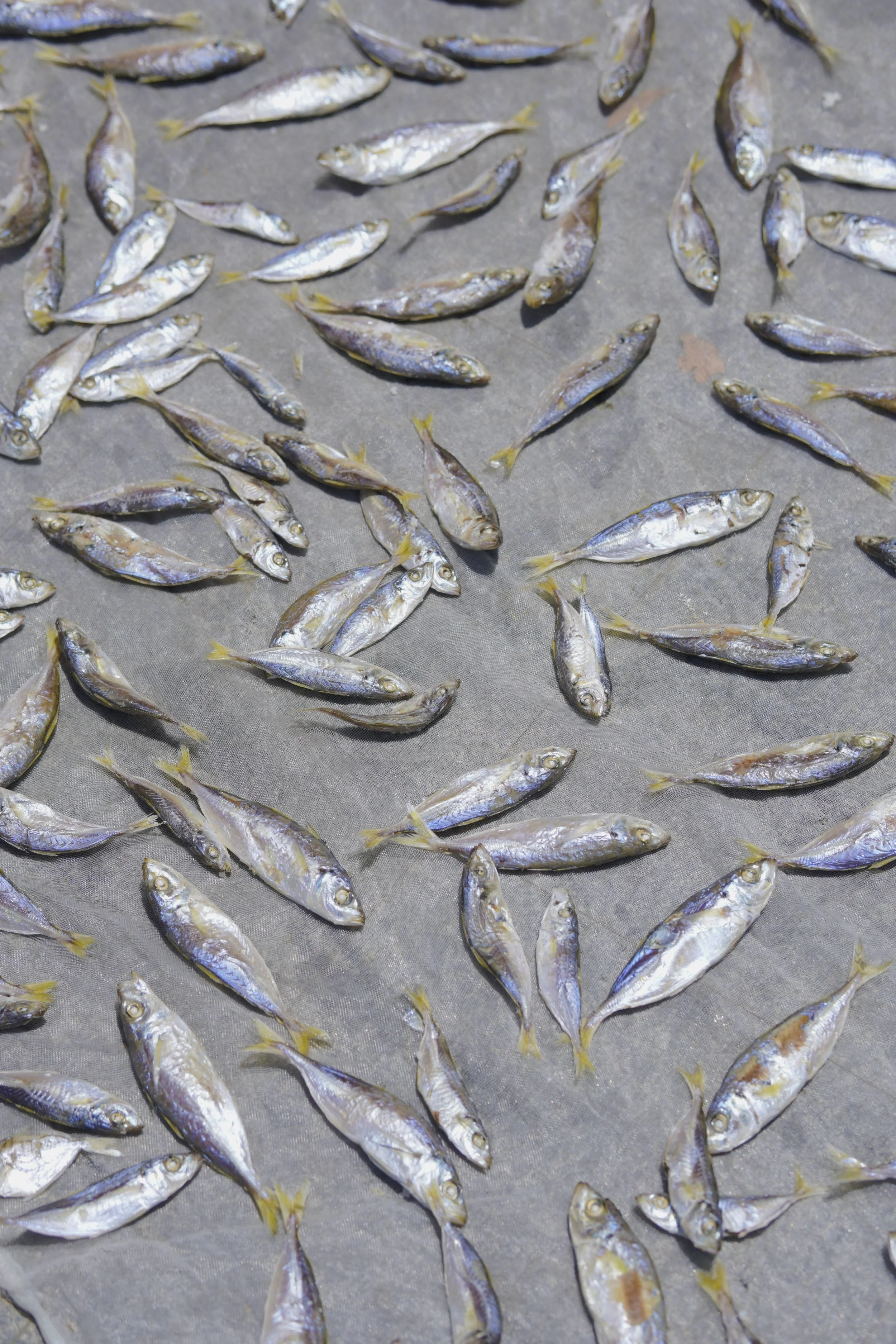 Fisheries Scientist/Quantitative Ecologist