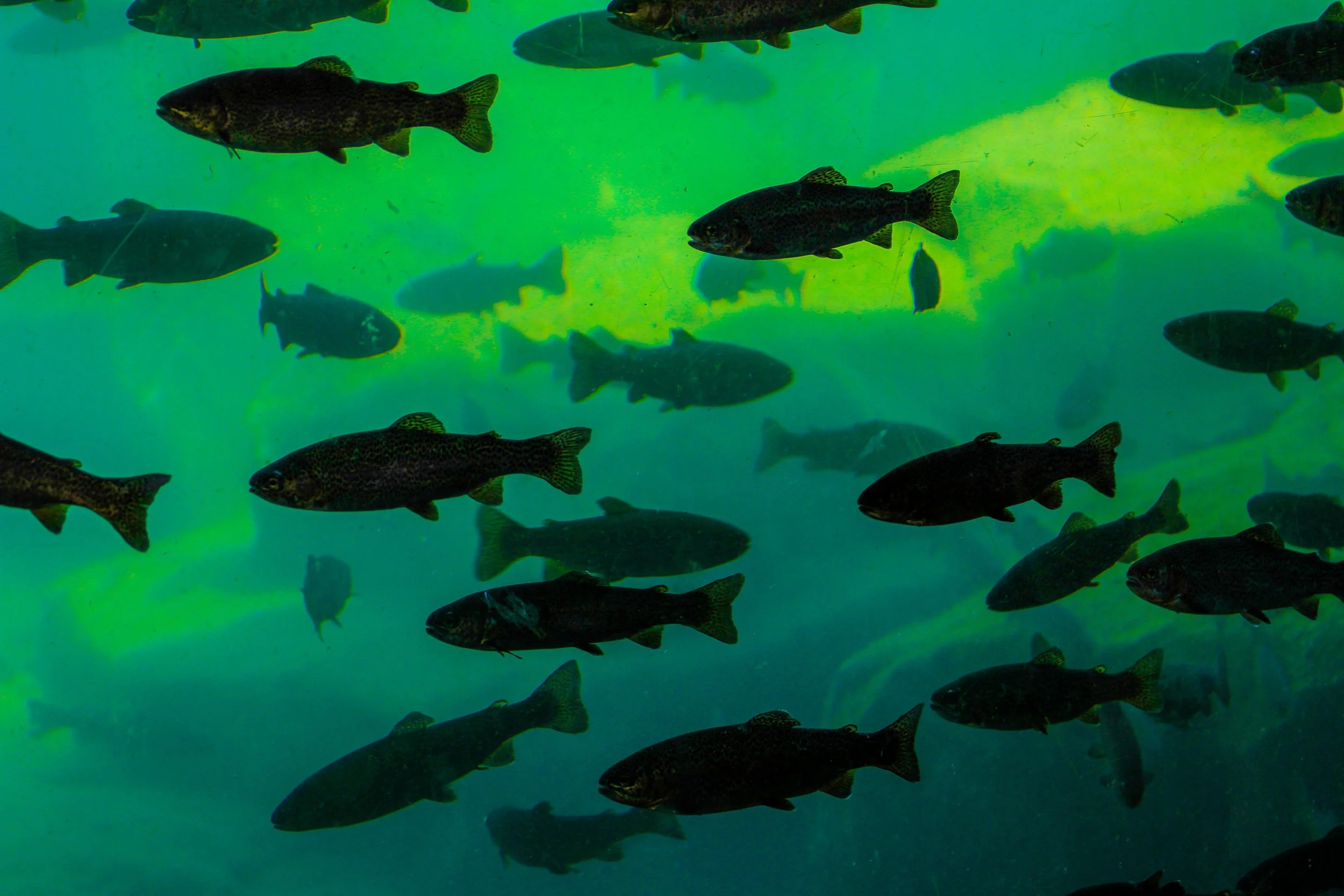 Scientific Data Analyst/Fisheries Information Specialist