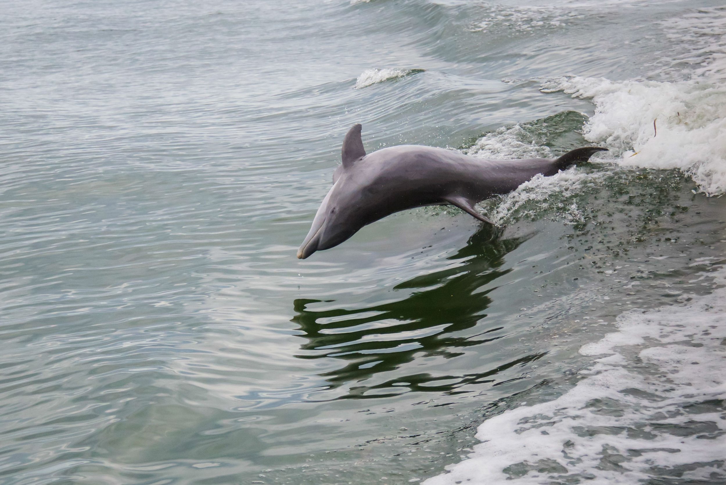 Marine Mammal Bioacoustics Scientist