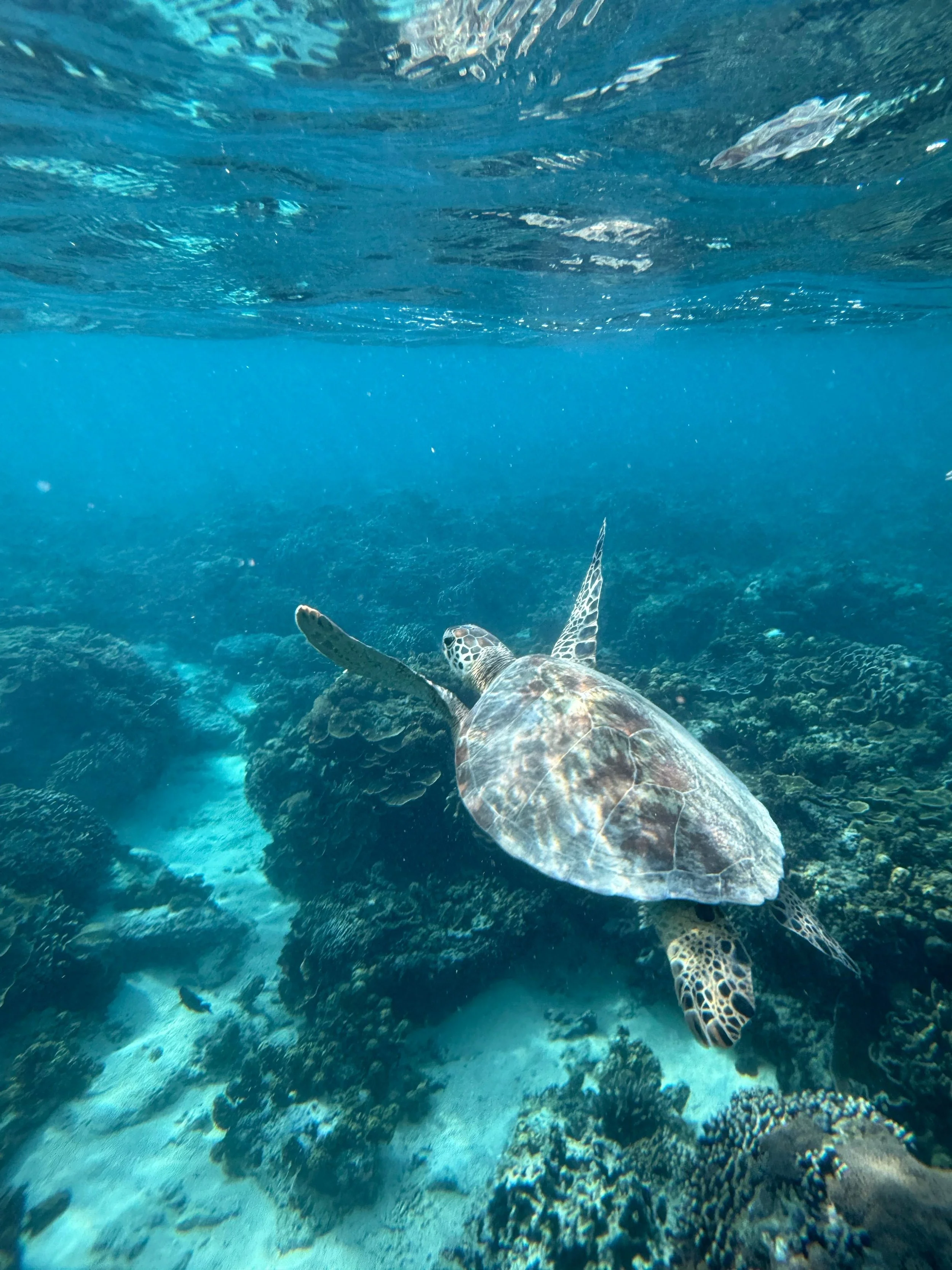 Research Program Manager – Marine Mammals + Sea Turtles
