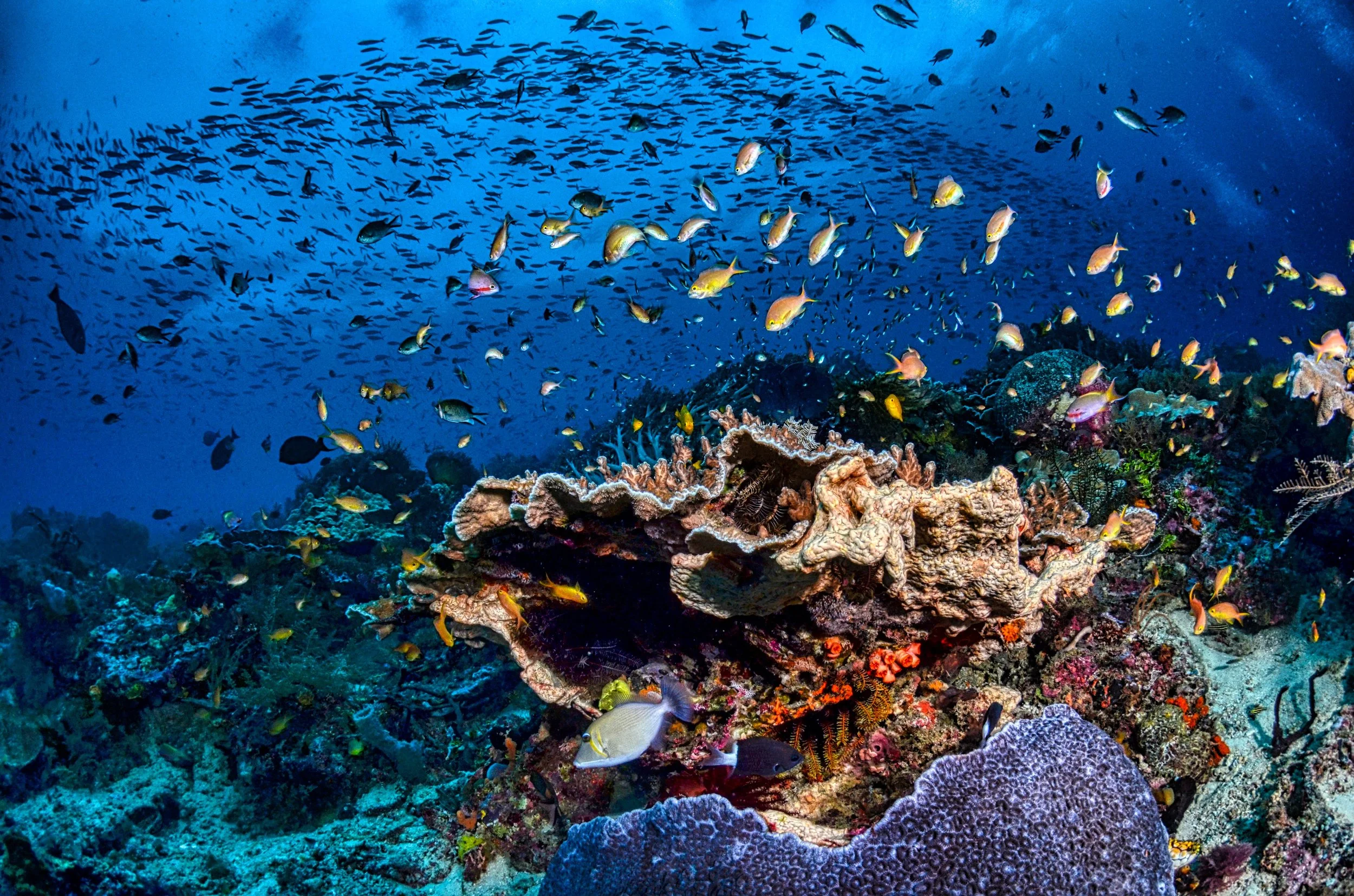 Marine Research Scientist – Reef Fish + Habitat Surveys