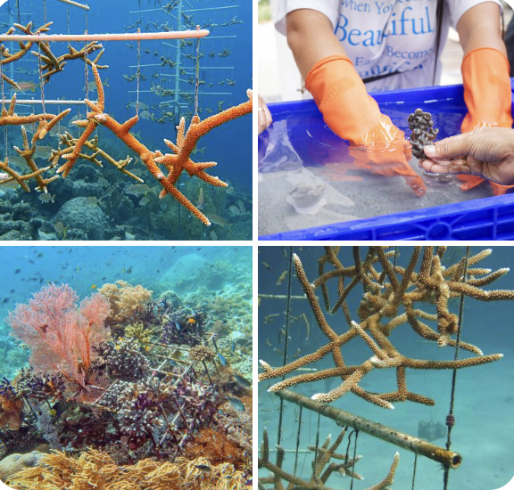 Marine Laboratory Scientist – Coral Restoration + Marine Conservation