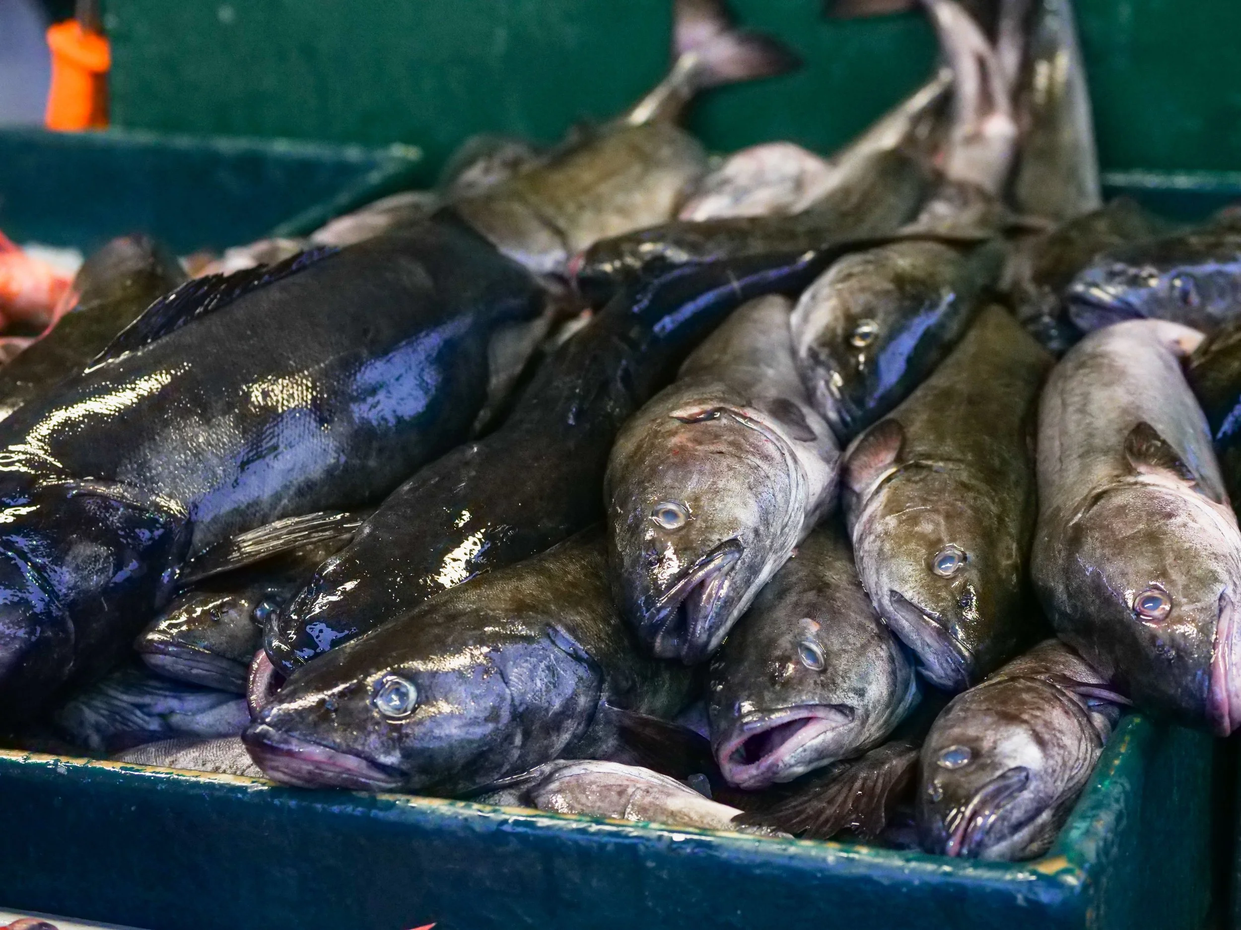 CASE Awarded NOAA Fisheries Contract Supporting Sustainable Aquaculture and Fish Nutrition Research
