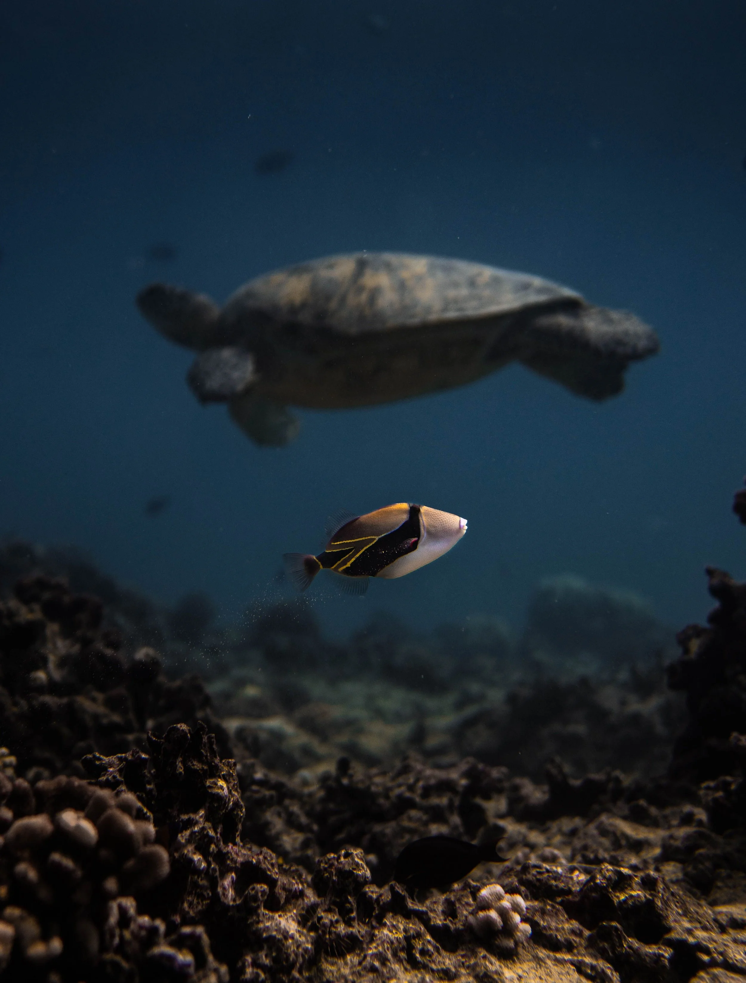 CASE Awarded NOAA Fisheries Essential Fish Habitat Support Task Order for the Pacific Islands Region