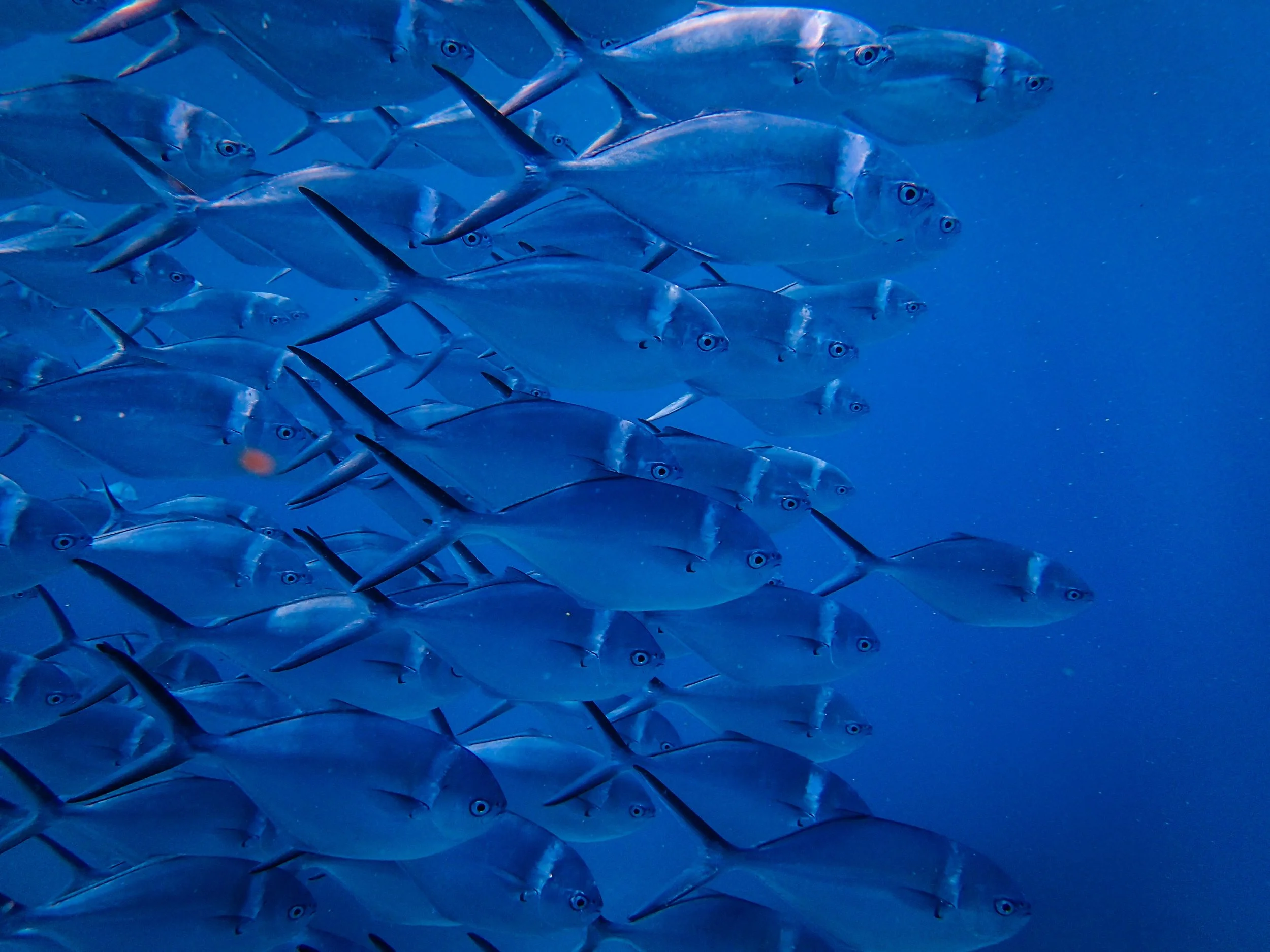 CASE to Support TechGlobal on NOAA Office of Education Award