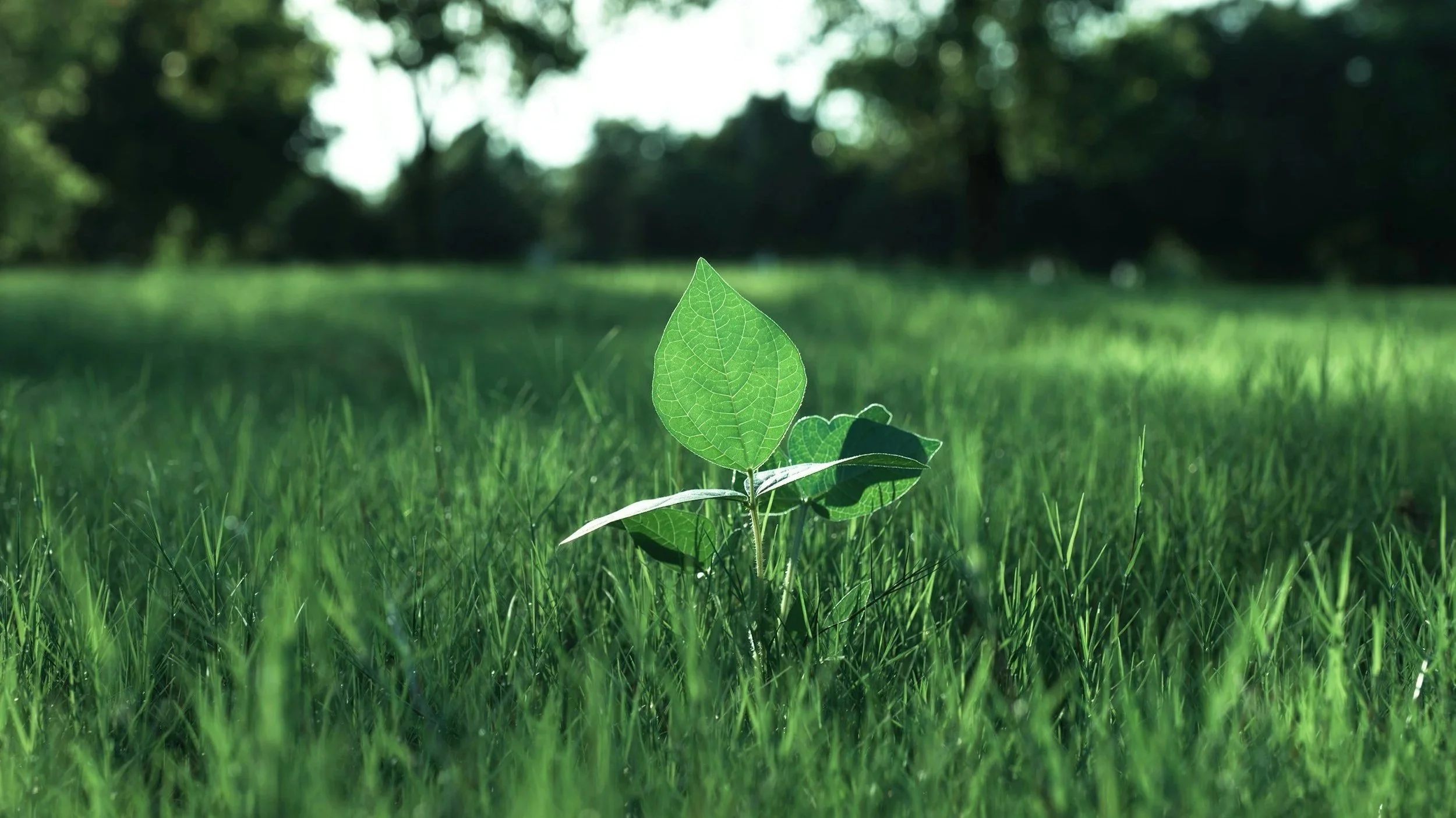 Energy Transition Update: 27.7 - 03.8.2026