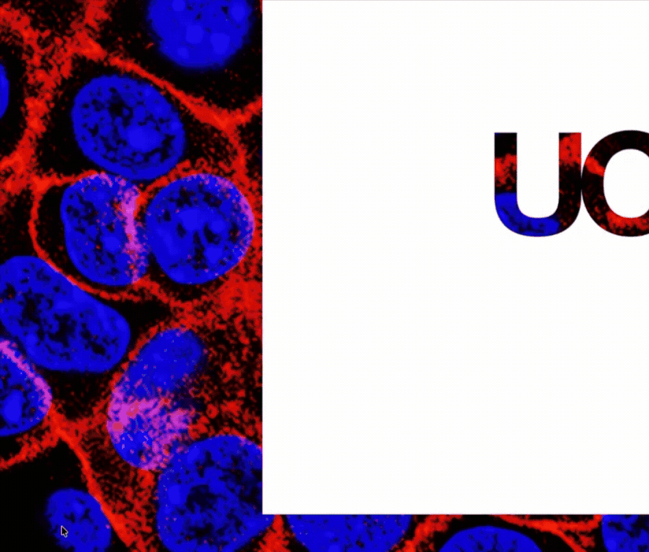 UCSF | Branding & Collateral