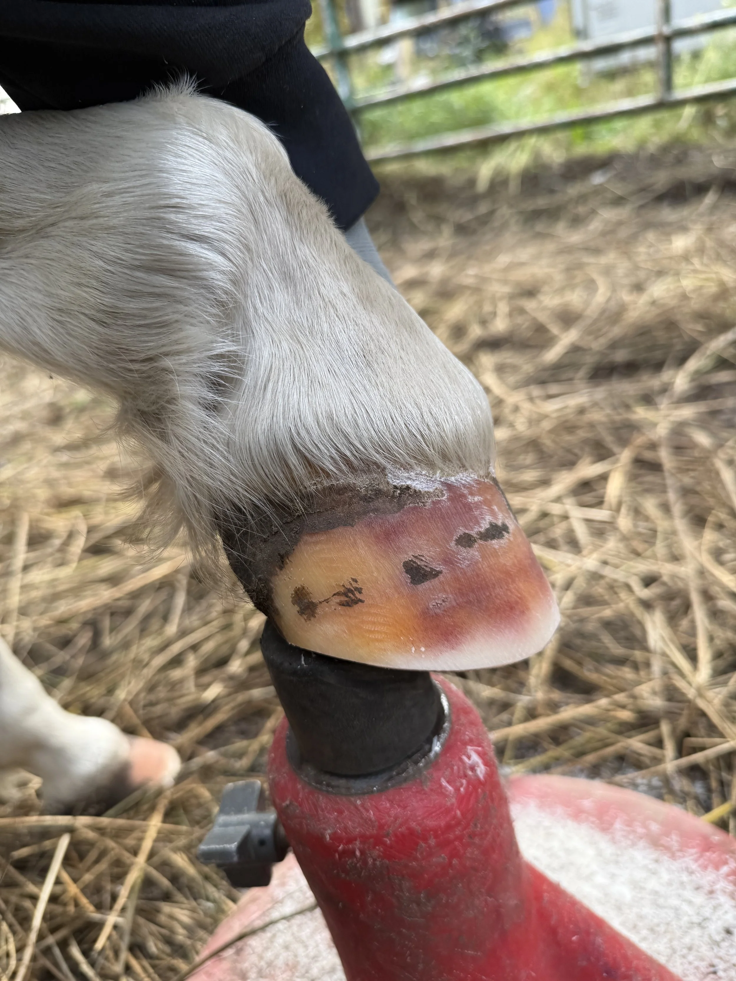 Metabolic Pony