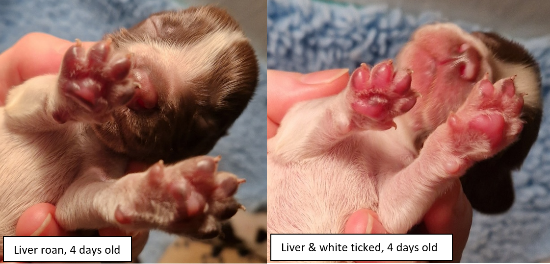 liver roan liver & white 4 days.png